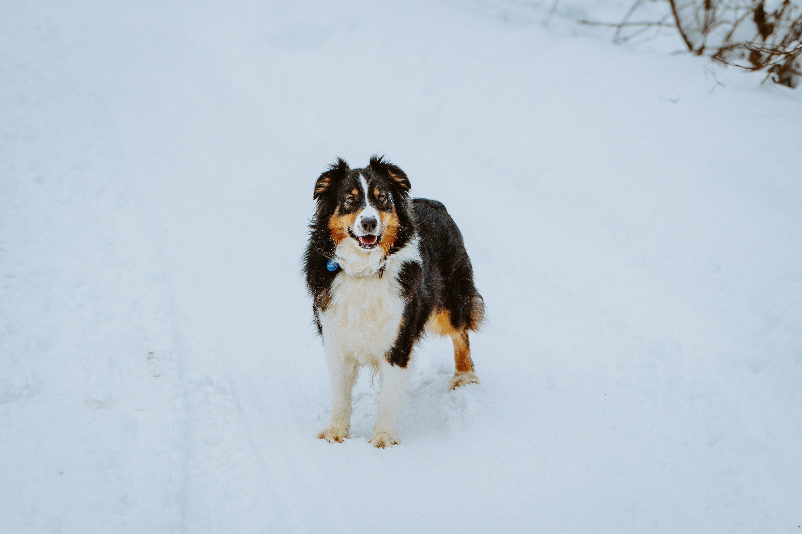 Дог трекинг. Фотограф анималист в Спб недорого Олеся Майорова