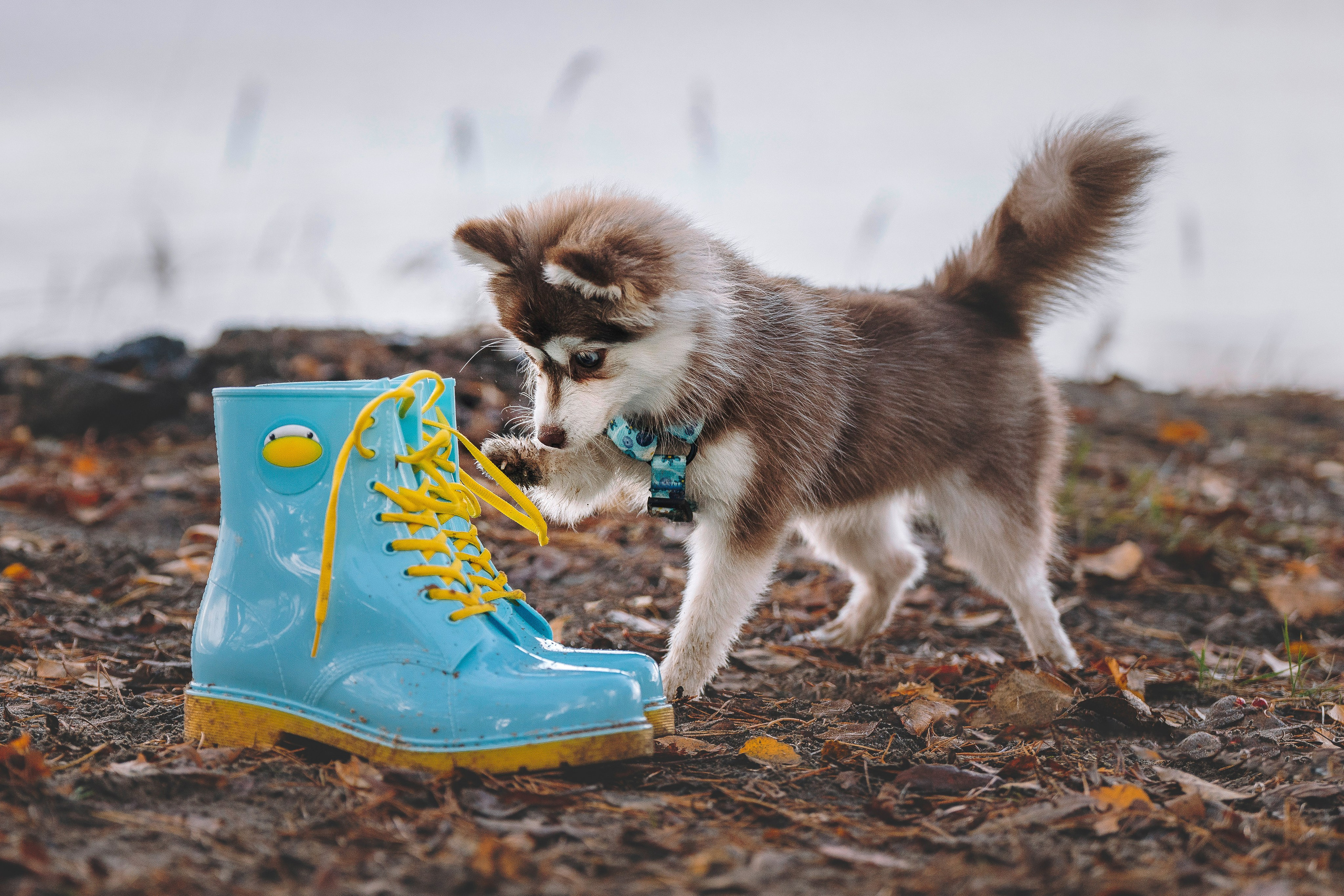Катерина и Дрэка. Фотограф анималист в Спб недорого Олеся Майорова