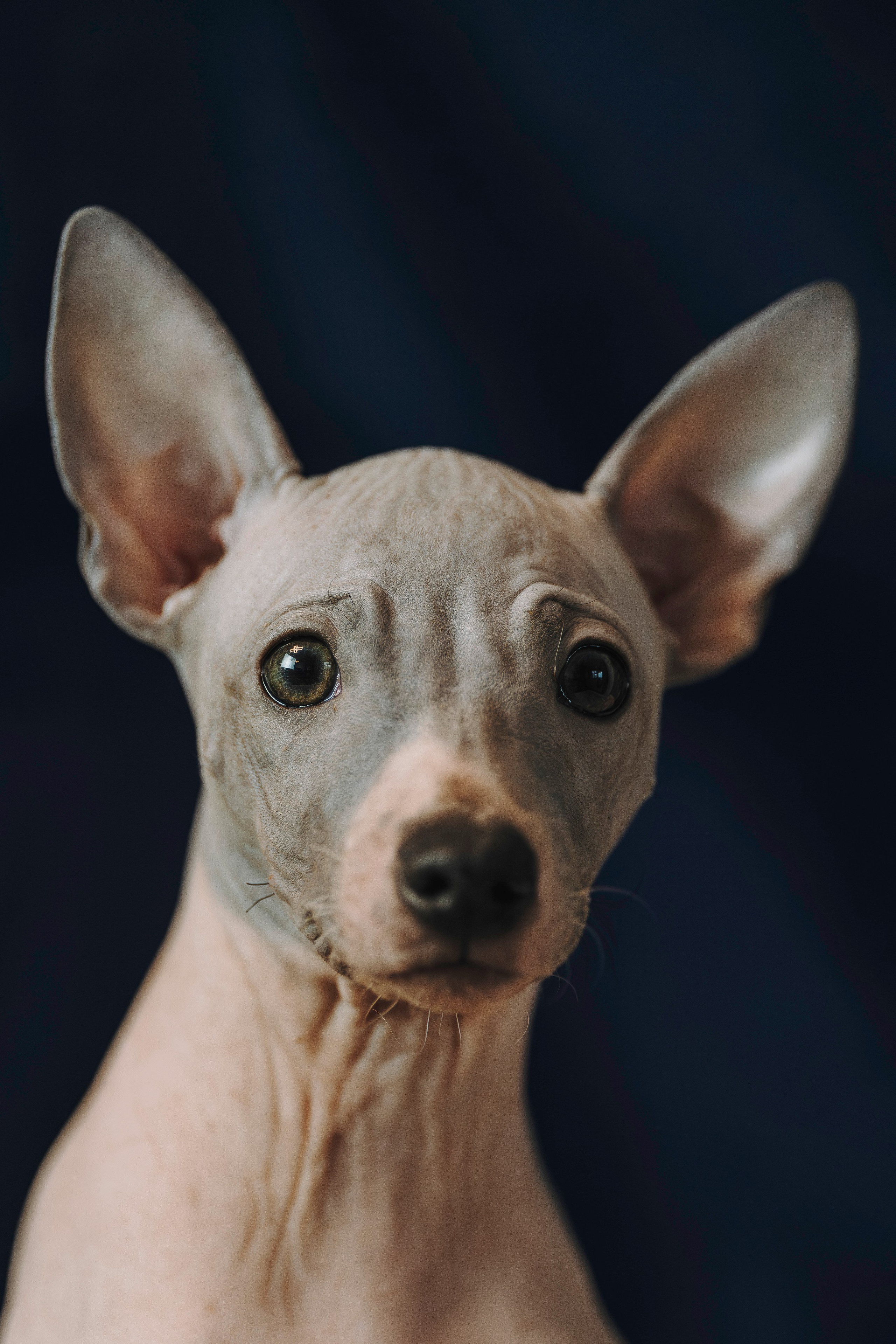 Малыши американского голого терьера. Фотограф анималист в Спб недорого Олеся Майорова