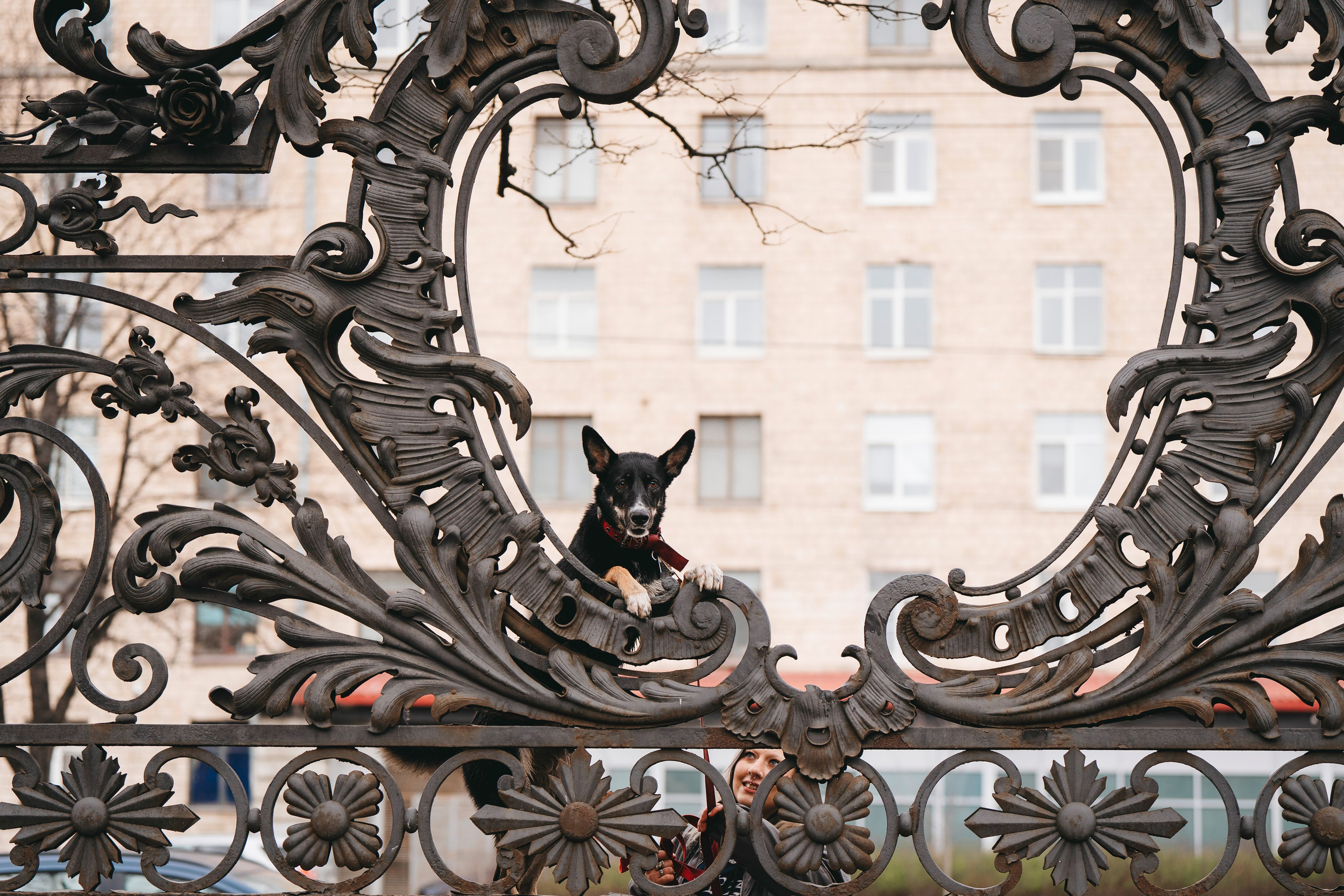 Эля и Шиза. Фотограф анималист в Спб недорого Олеся Майорова