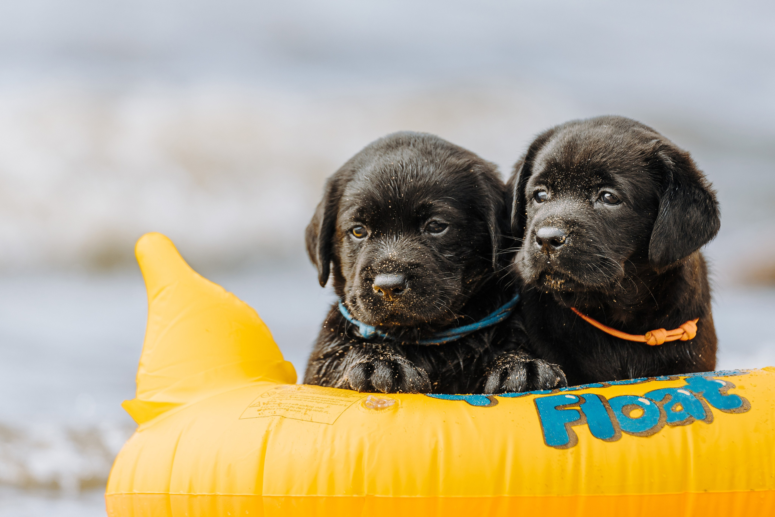 Лабрадорчики на пляже. Фотограф анималист в Спб недорого Олеся Майорова