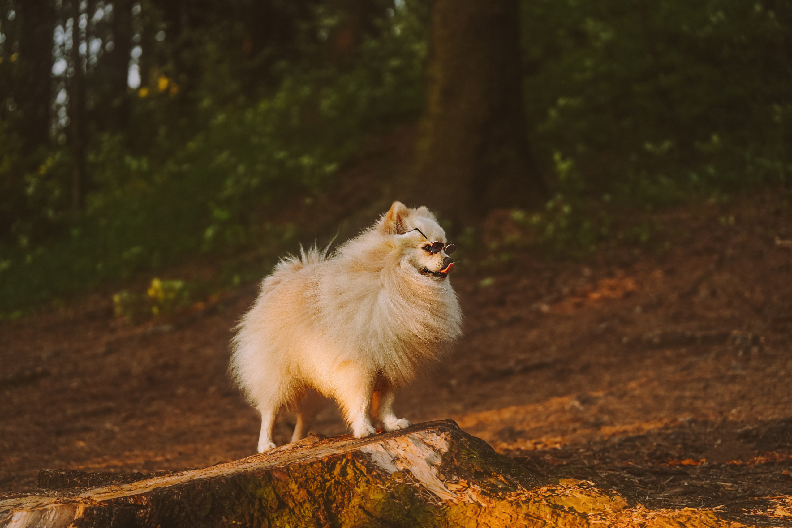 Фотосессия с собачкой в лесу. Фотограф анималист в Спб недорого Олеся Майорова
