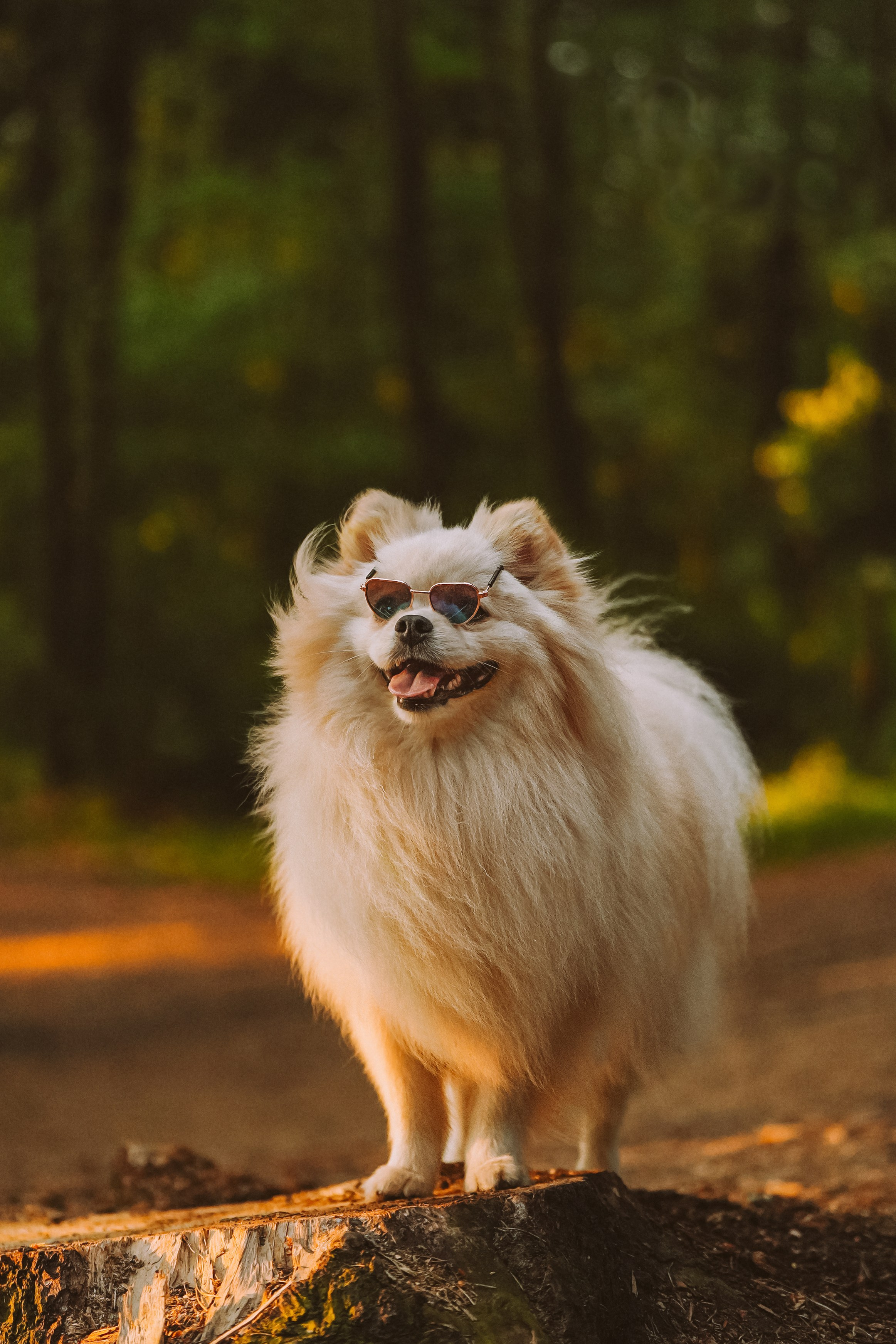 Фотосессия с собачкой в лесу. Фотограф анималист в Спб недорого Олеся Майорова