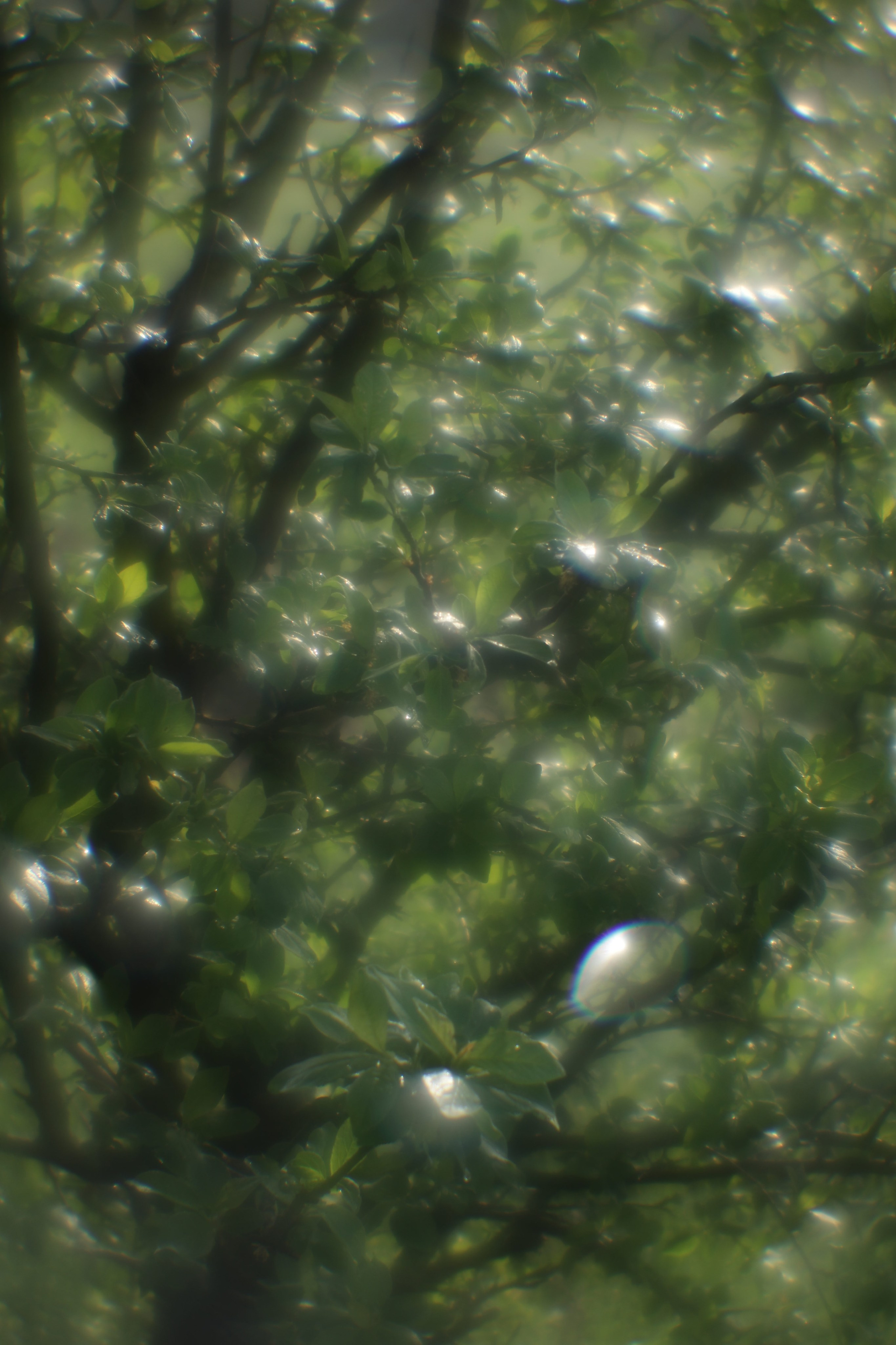 Поэзия повседневности. Семейный фотограф в Москве Марина Аргунова