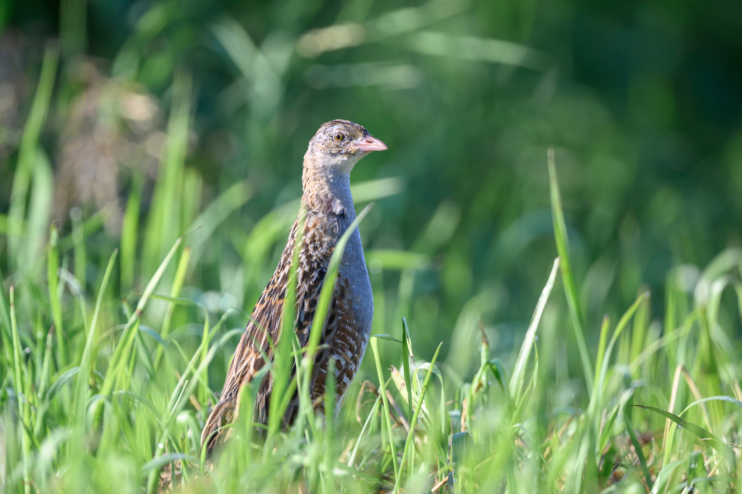Перепела и коростель. Фотограф Сергей Пупонин