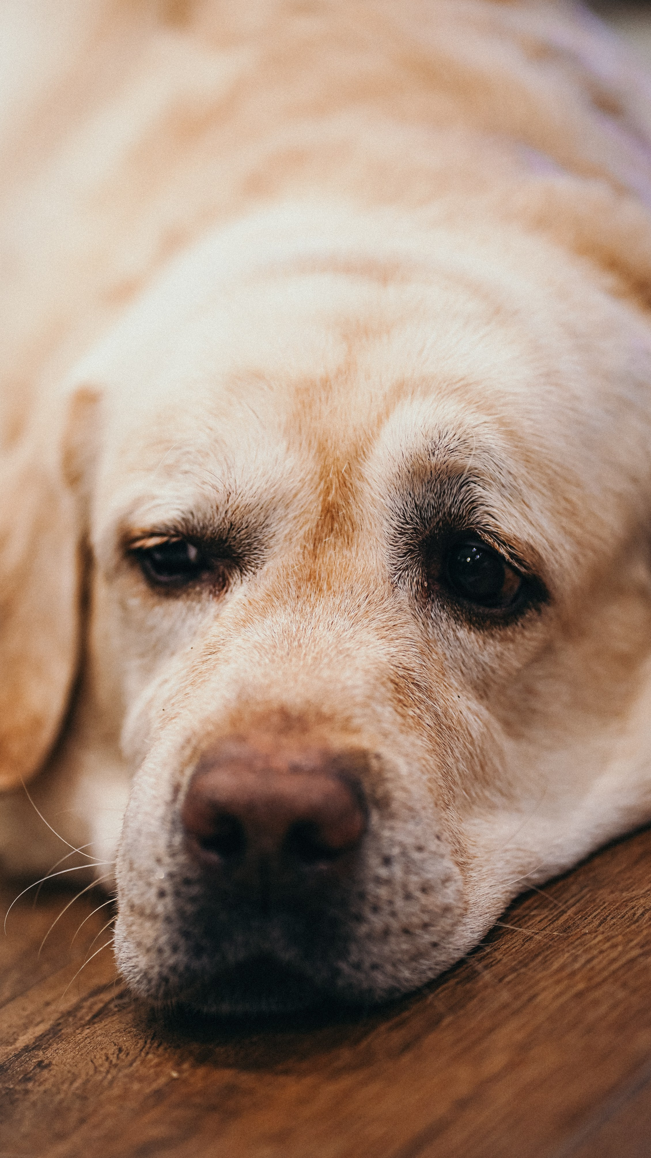 Евтушенко. Семейный и детский фотограф в Москве (Тинао) Галкина Алевтина