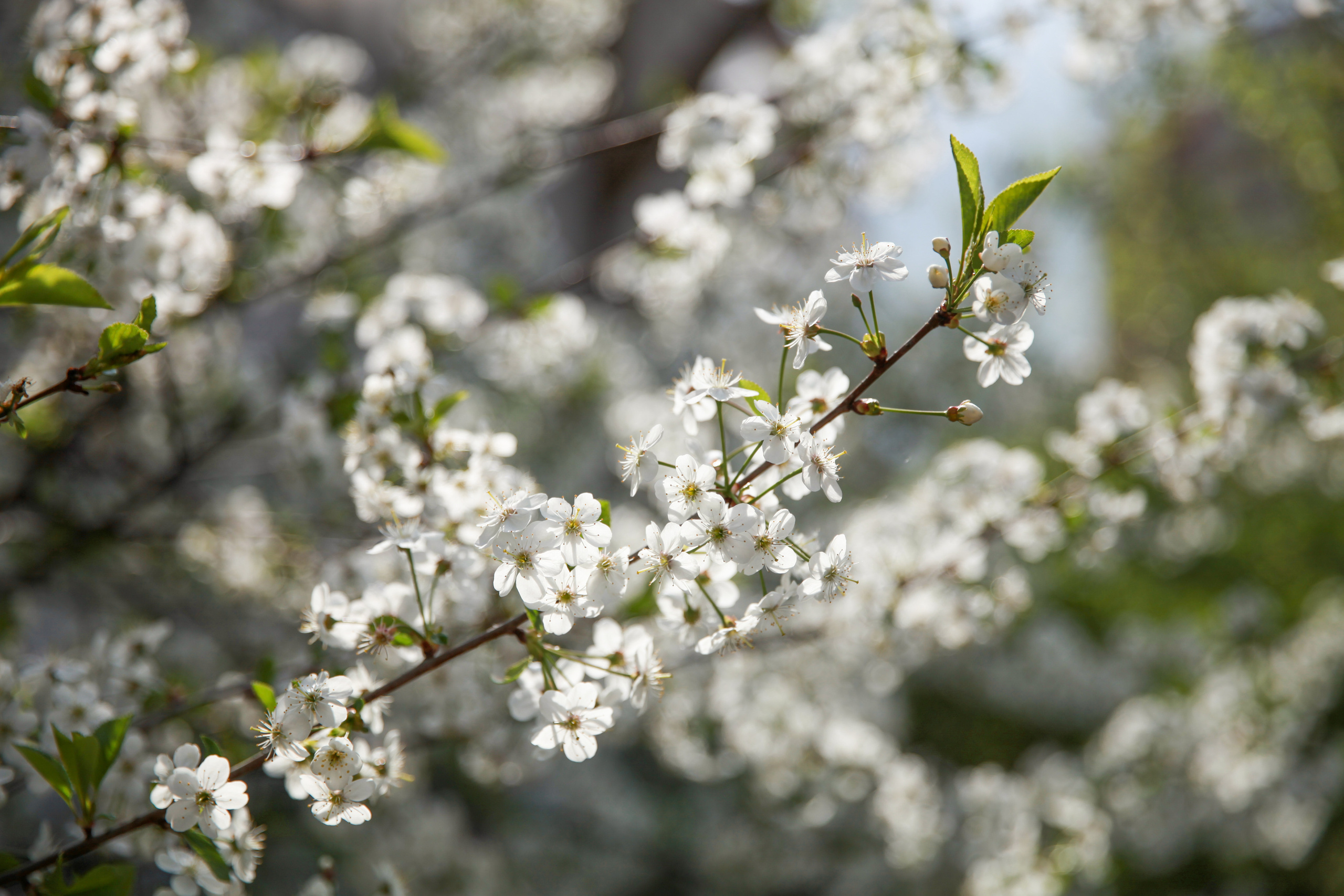 Фотосессия в цветах. Фотограф в Железнодорожном и Балашихе