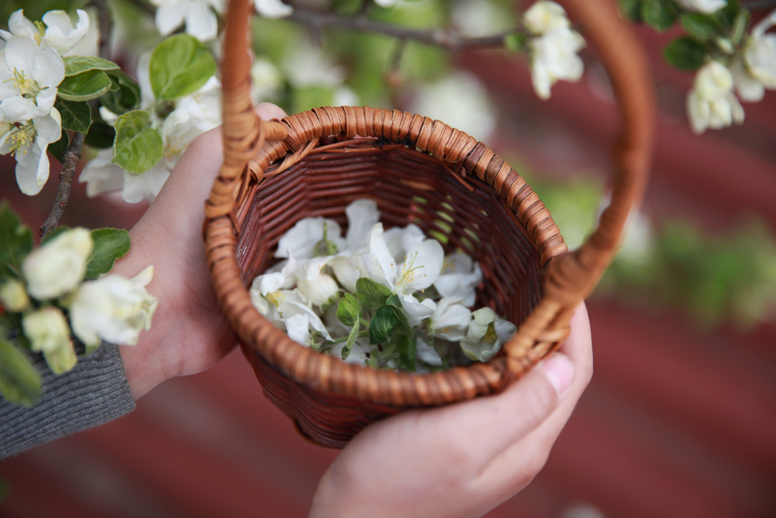 Фотосессия в цветах. Фотограф в Железнодорожном и Балашихе