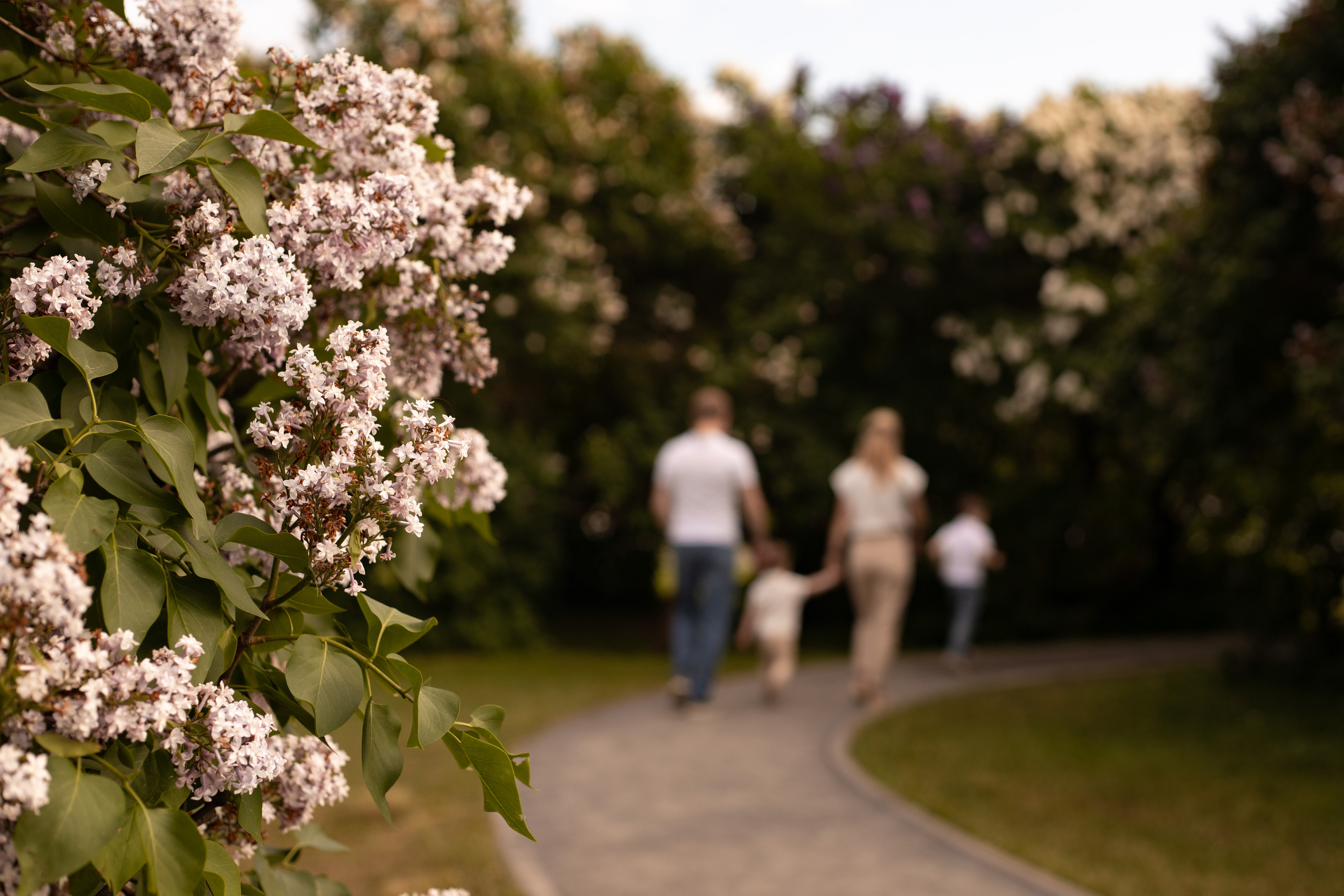 сиреневый сад н щёлковском шоссе