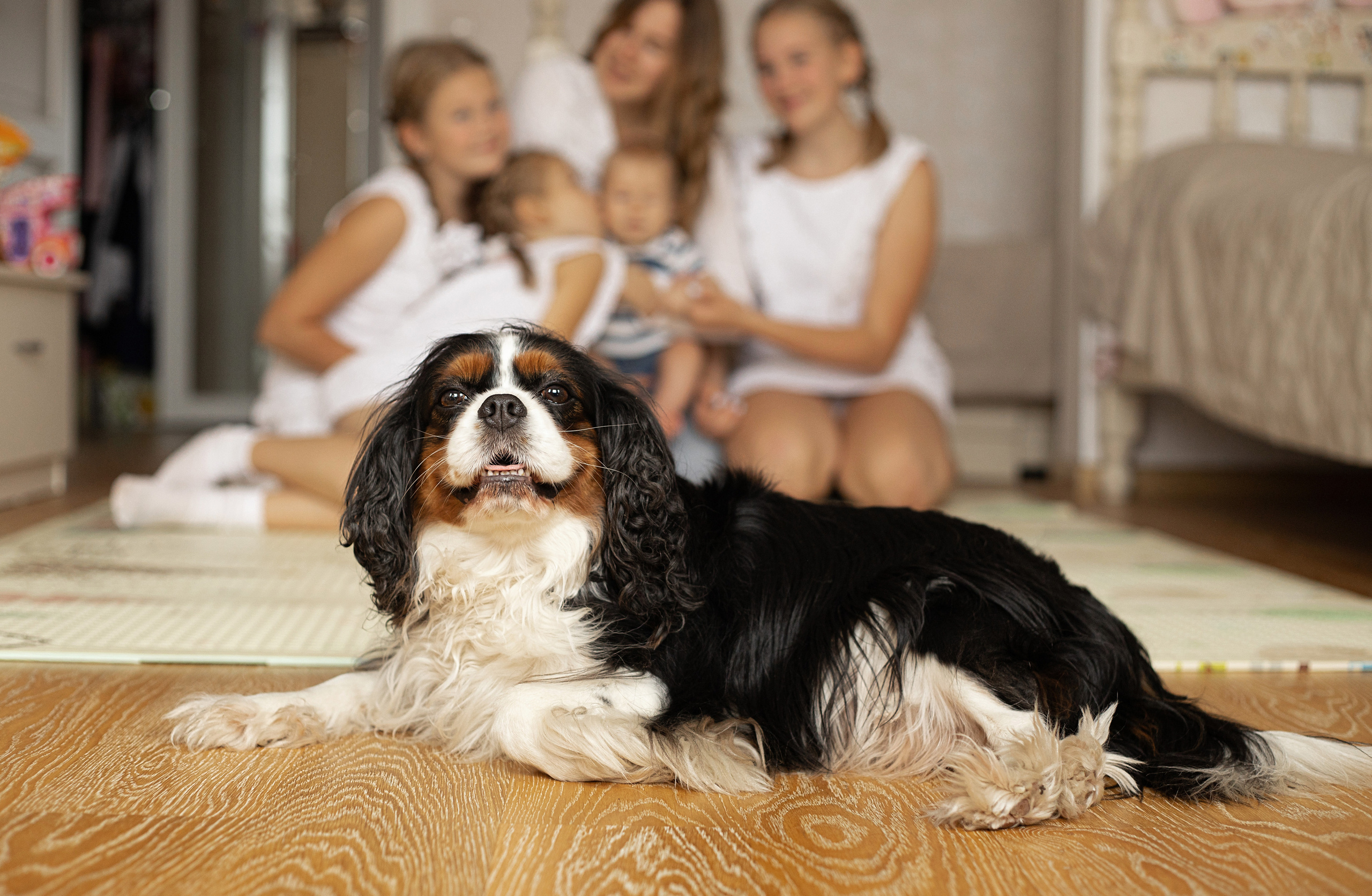 собака дома