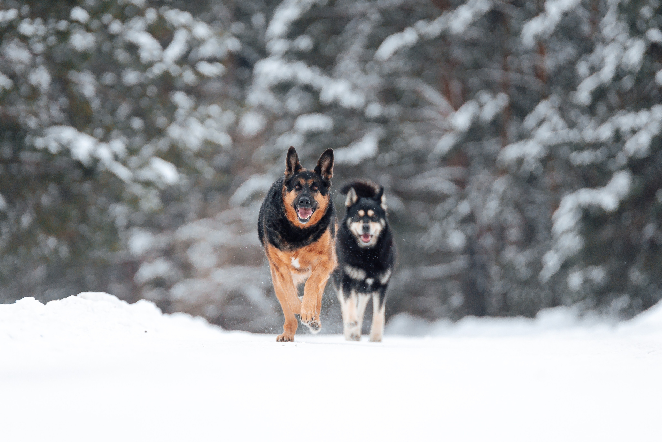 Светлана, Альфа и кошки ✨. Фотограф-анималист Анастасия Парфенова|Екатеринбург