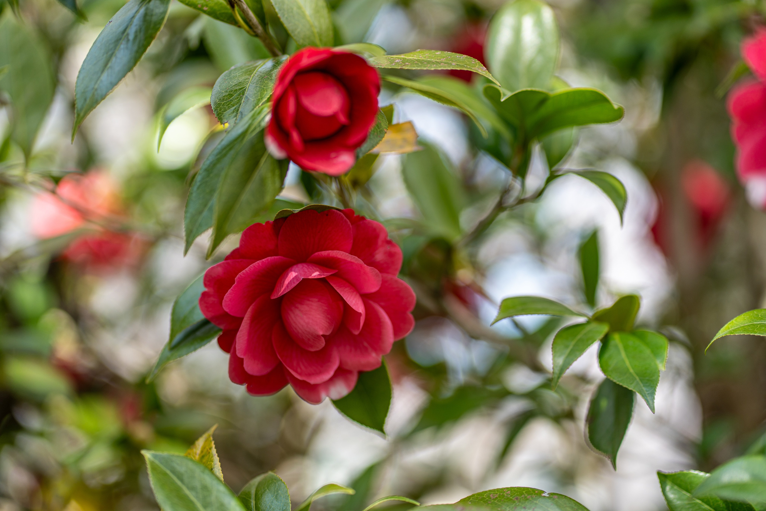 Япония, сакура. Творческие сьемки