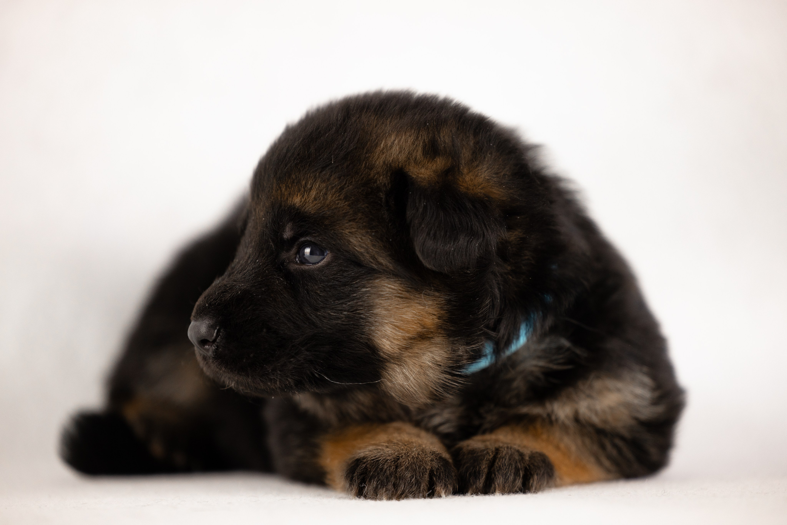 Немецкая овчарка. Фотограф и видеограф анималист Аганина Дарья