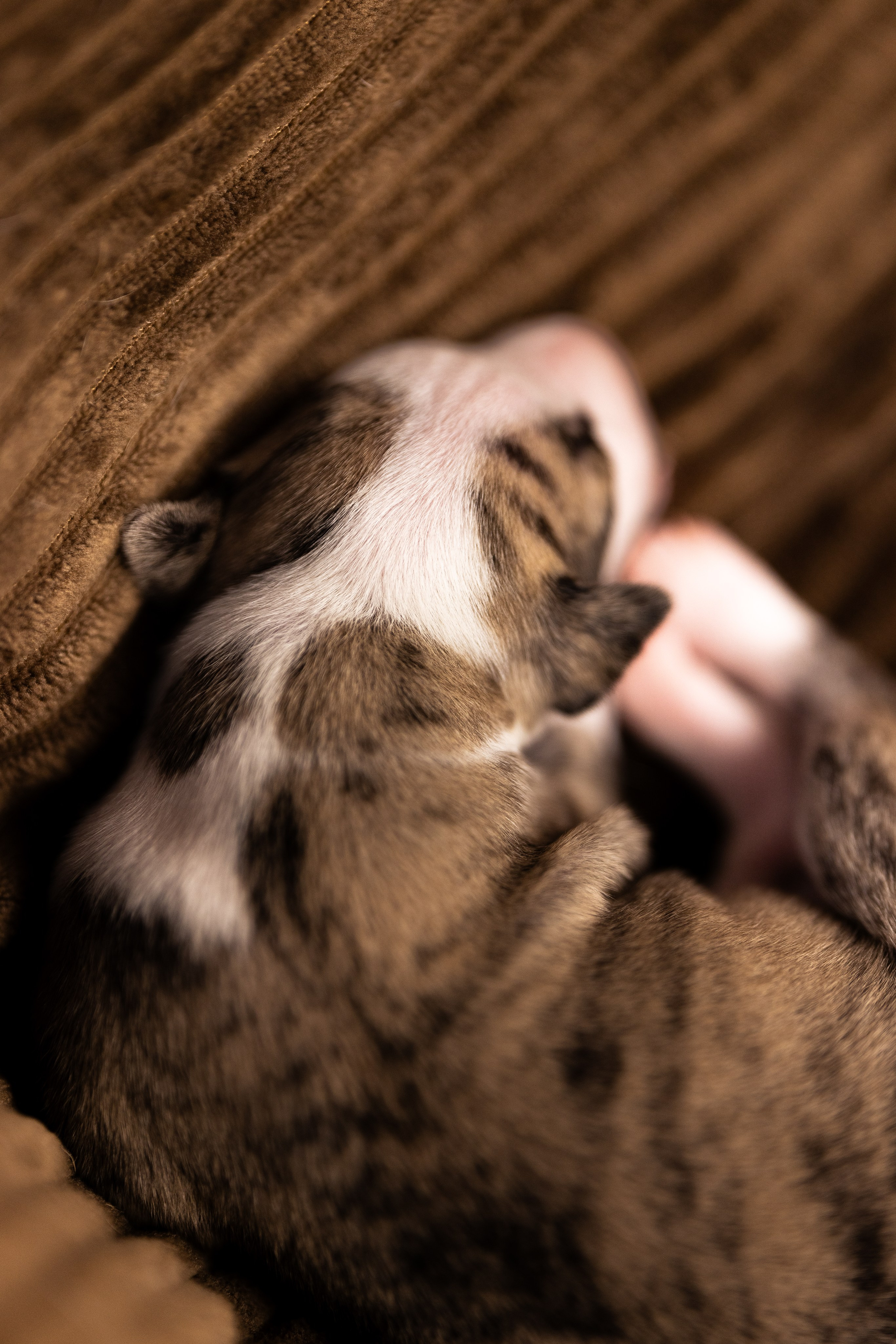 Уиппет. Фотограф и видеограф анималист Аганина Дарья