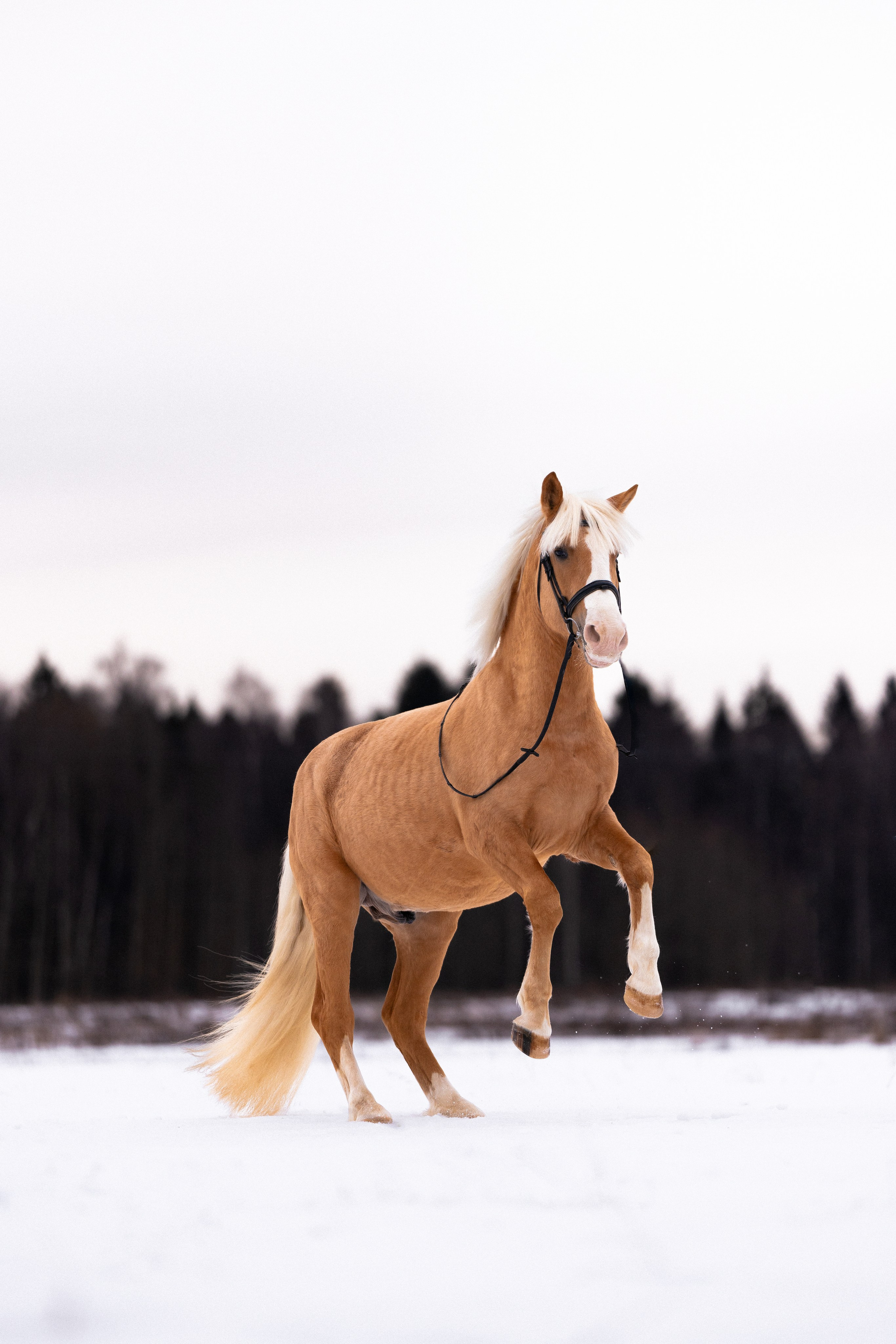 Бейкер. Фотограф и видеограф анималист Аганина Дарья