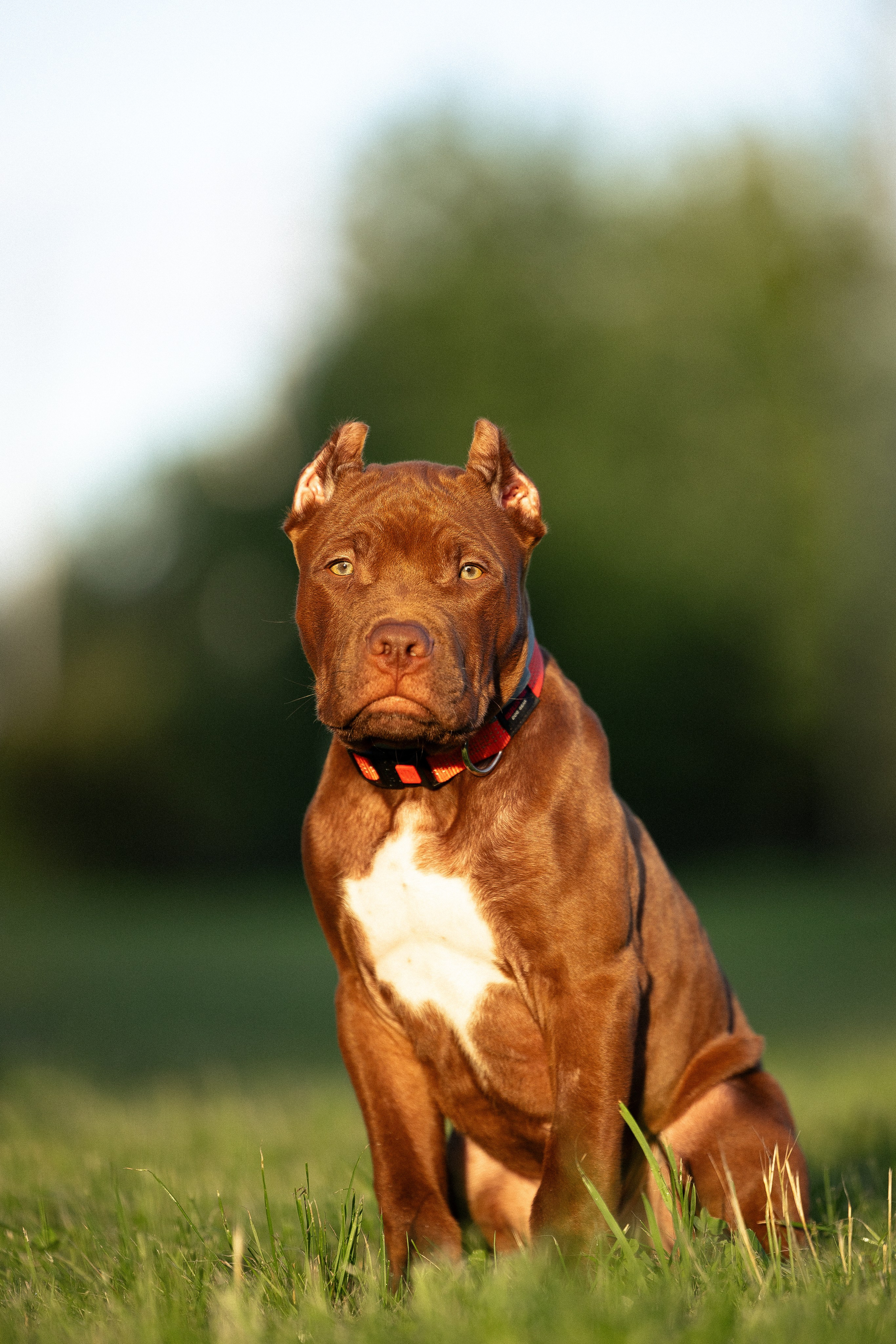 Елена и Хан. Фотограф и видеограф анималист Аганина Дарья