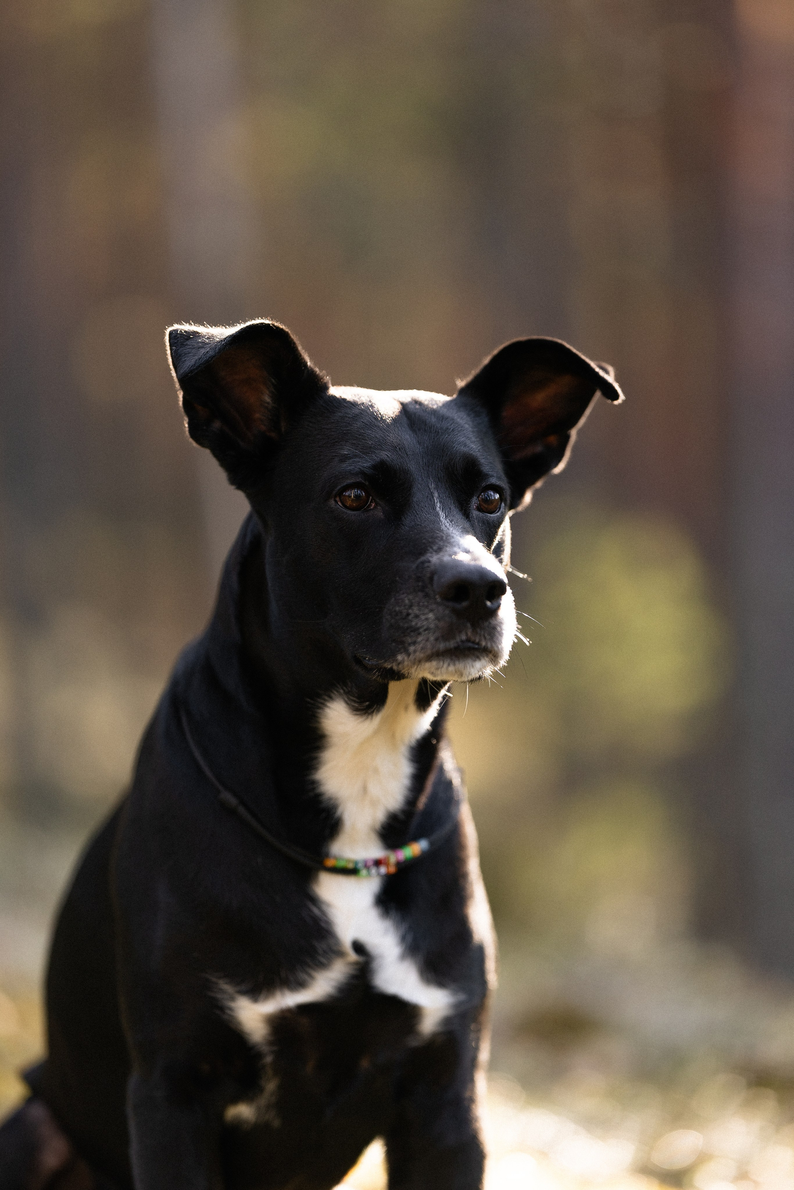 Karelia. Фотограф и видеограф анималист Аганина Дарья