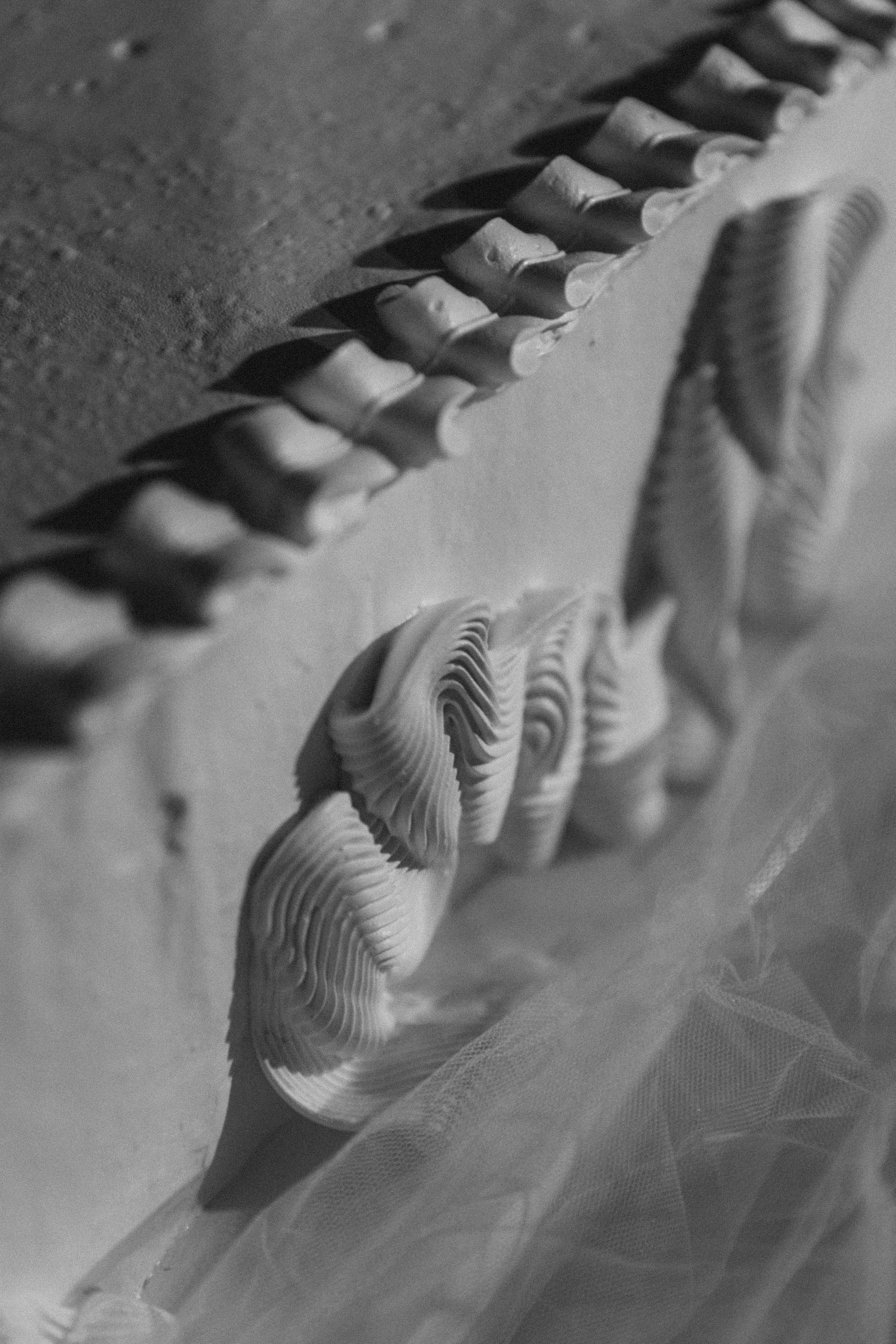 Журавли. Свадебный фотограф в Севастополе и Крыму. Видеограф на свадьбу Крым, Севастополь, Ялта, Симферополь