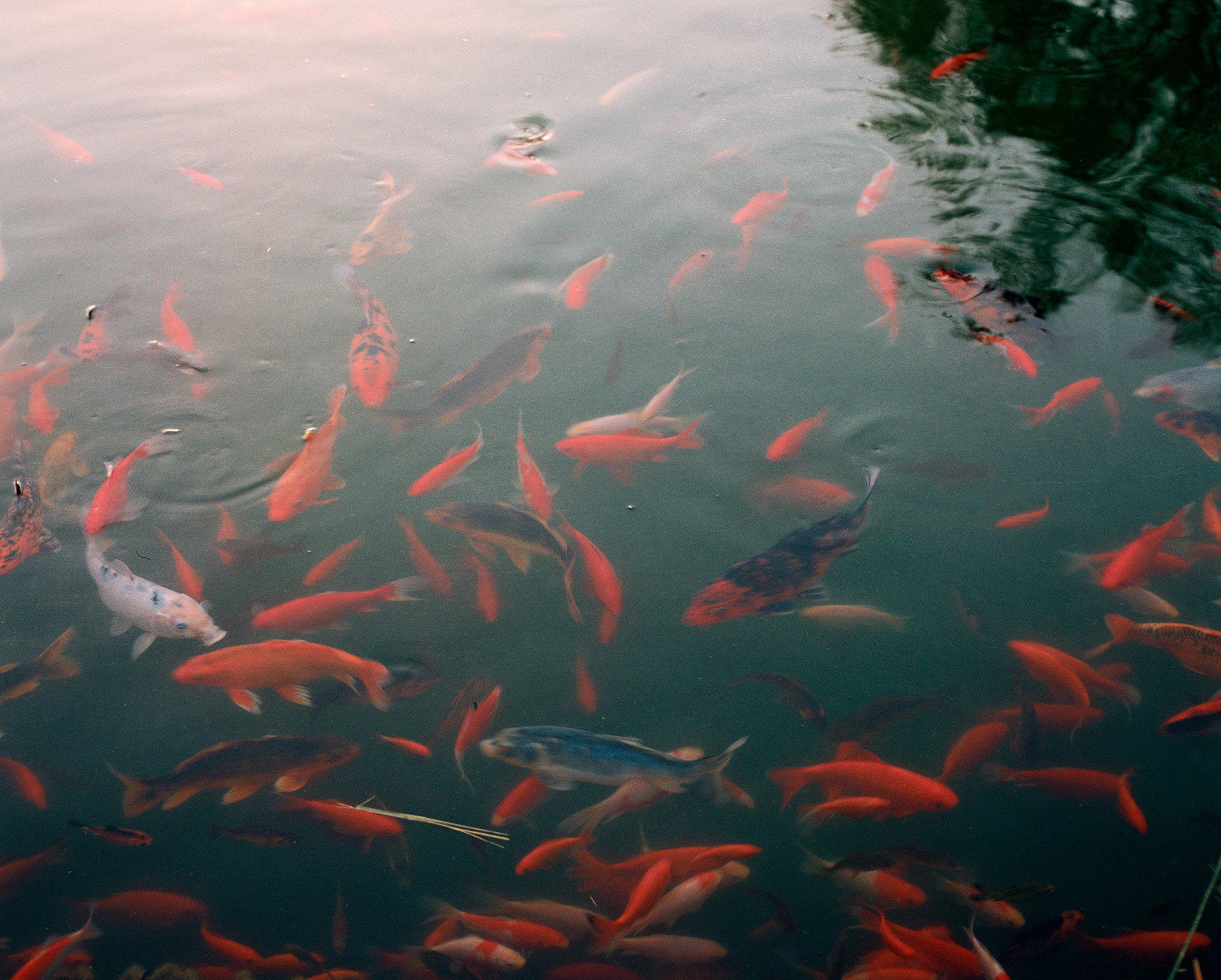 Landscape. Valerii Konkov
