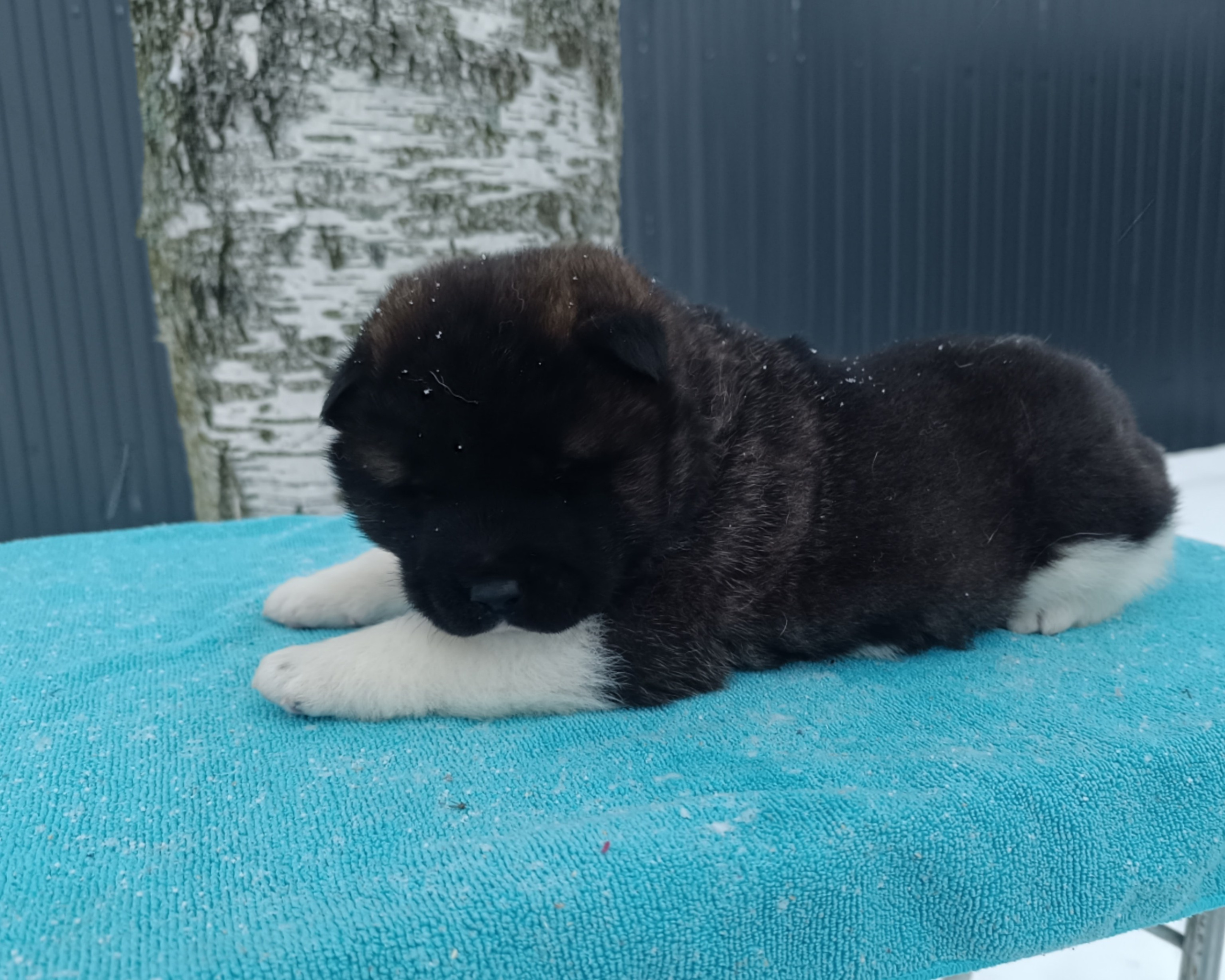 Американская акита  щенки питомник Санкт-Петербург клубные щенки Американская акита питомник RUBYLIGHT Рубилайт купить щенка американской акиты