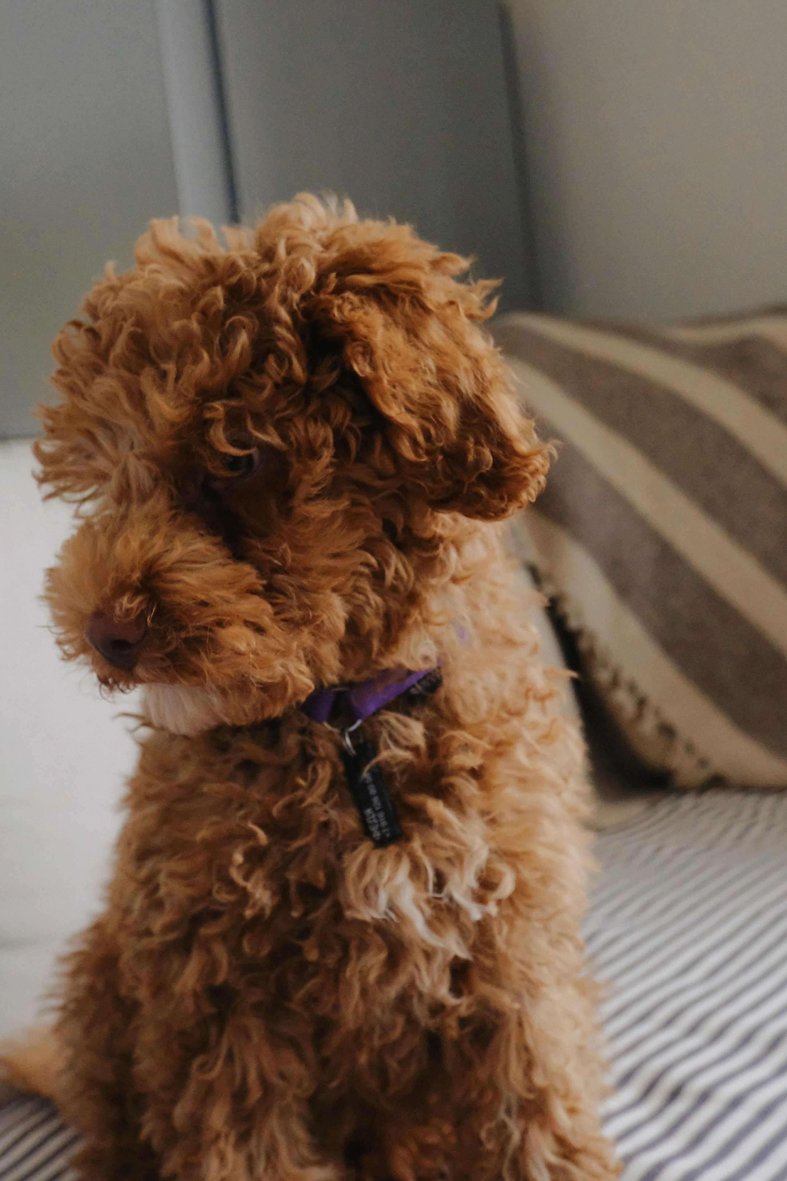 Aim clo. Татьян гертье