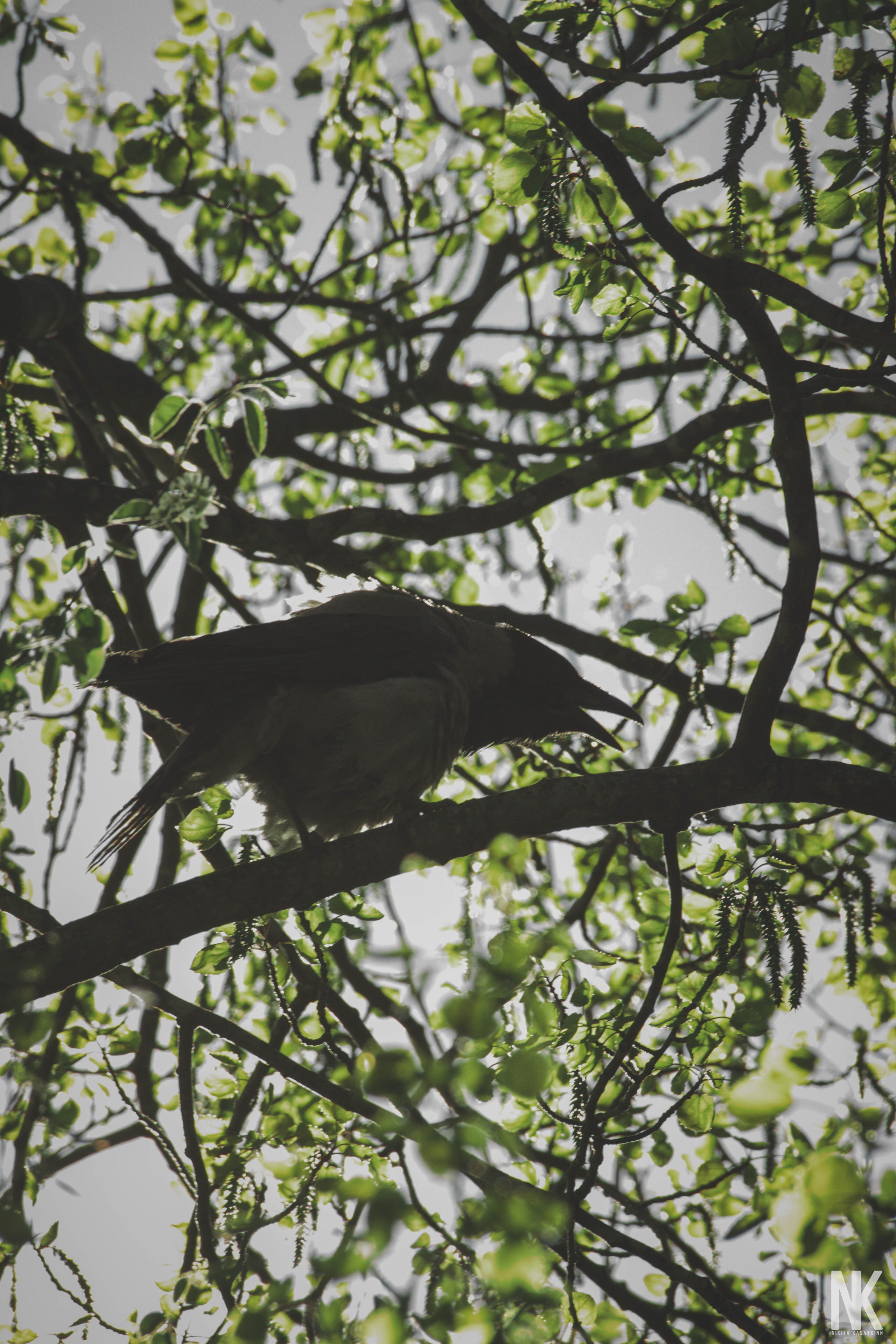 Саша. Фотосессия в лесу. Касаткин Никита. Фотограф
