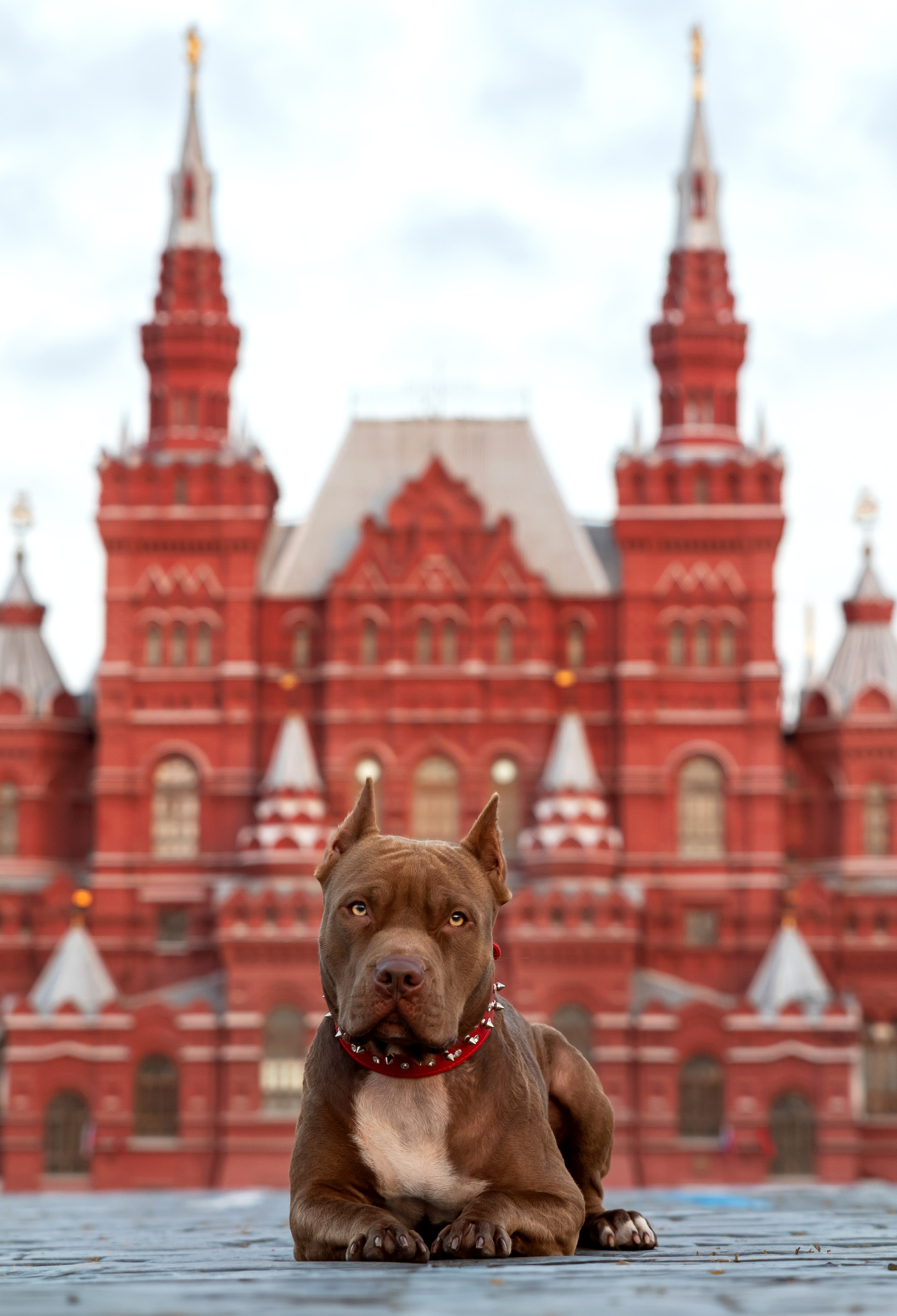 Прайтер Ума. Фотограф анималист и семейный фотограф в Москве Наталья Носова