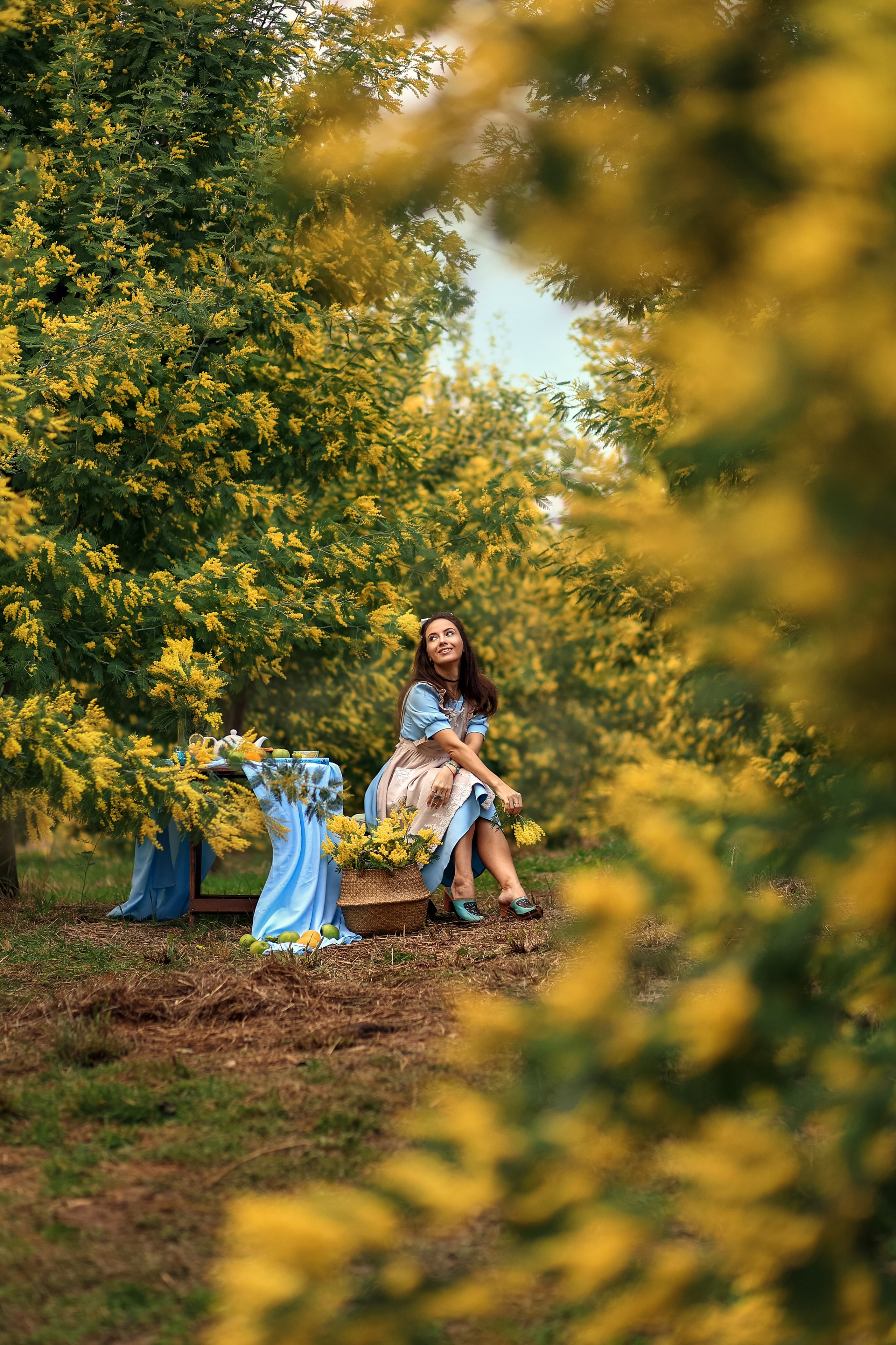 Мимоза. Фотограф в городе Сочи