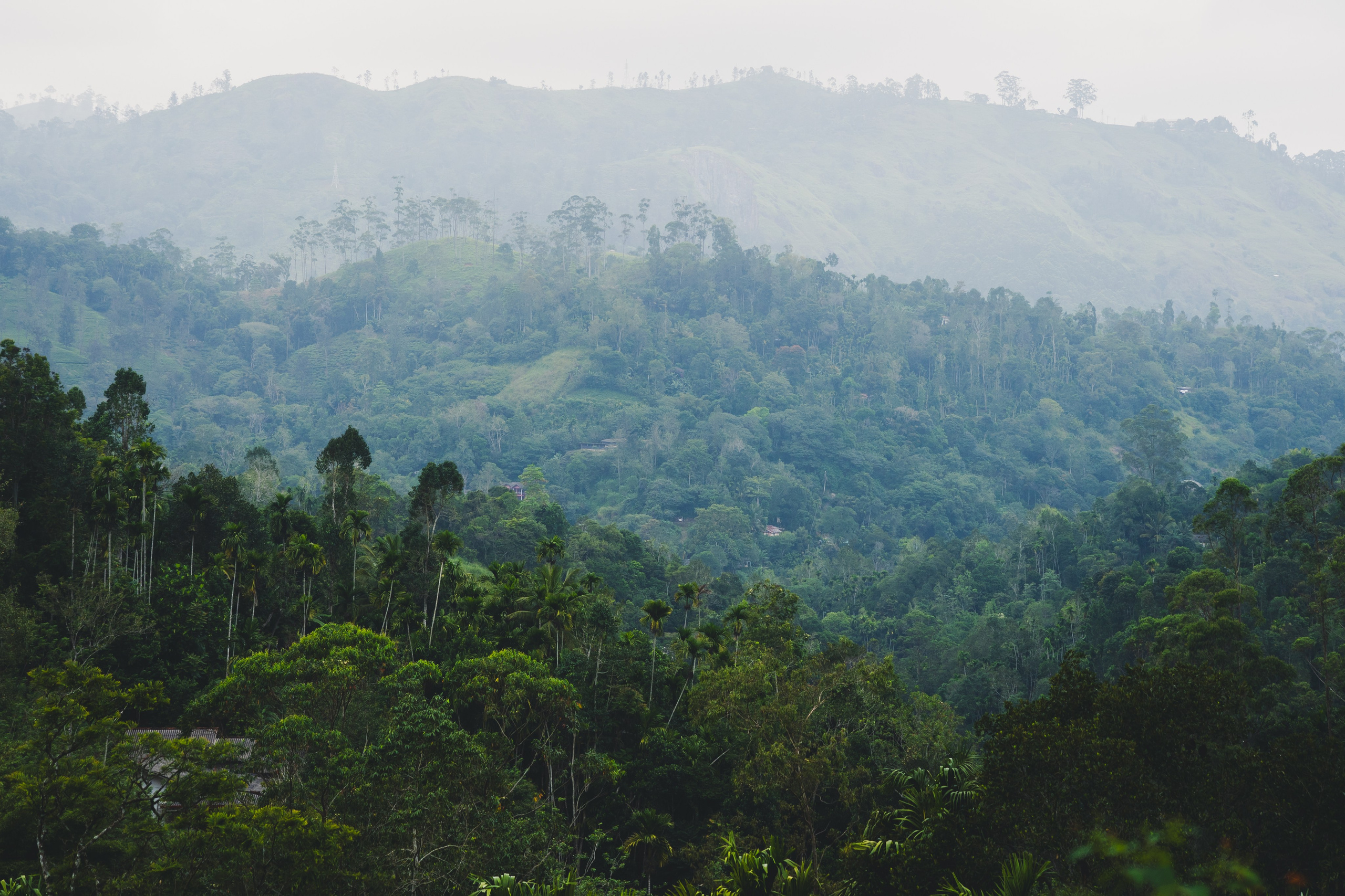 Шри-Ланка 2025. Легкая фотография
