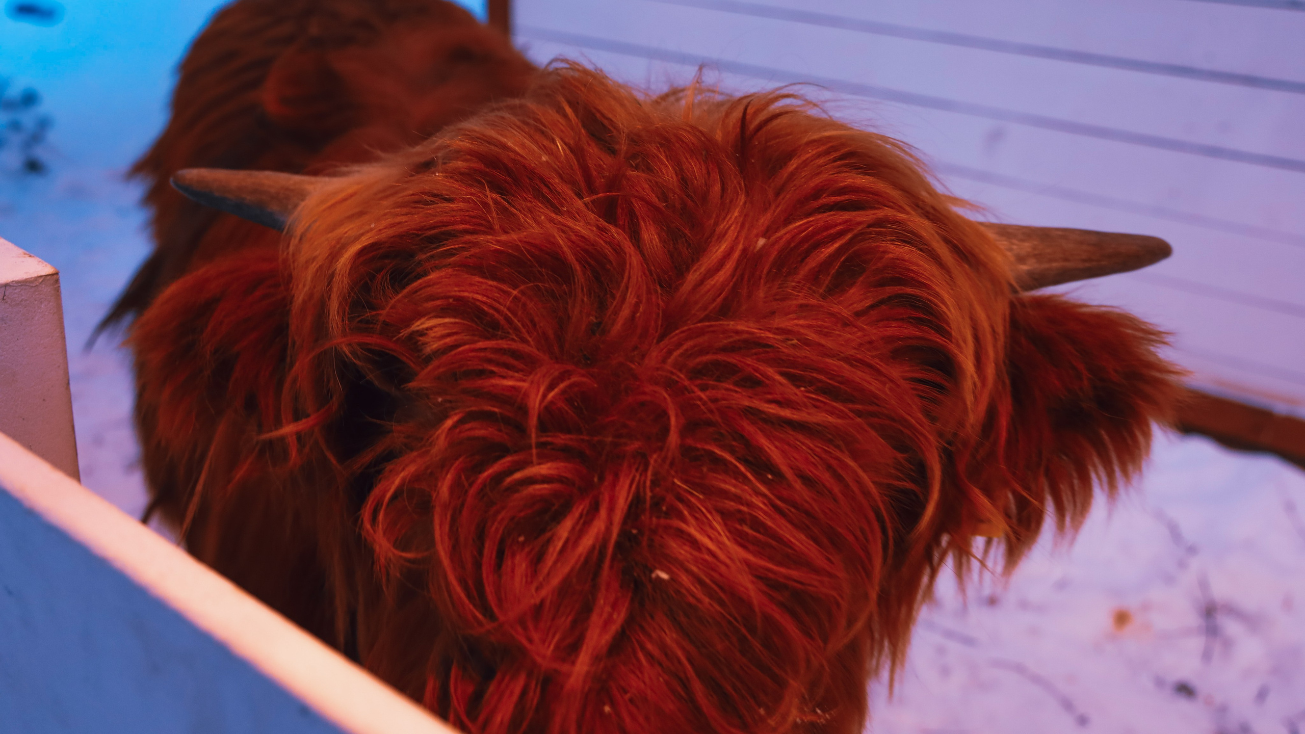 Alpaca park. Фотограф/дизайнер в Екатеринбурге Хитрый Дмитрий