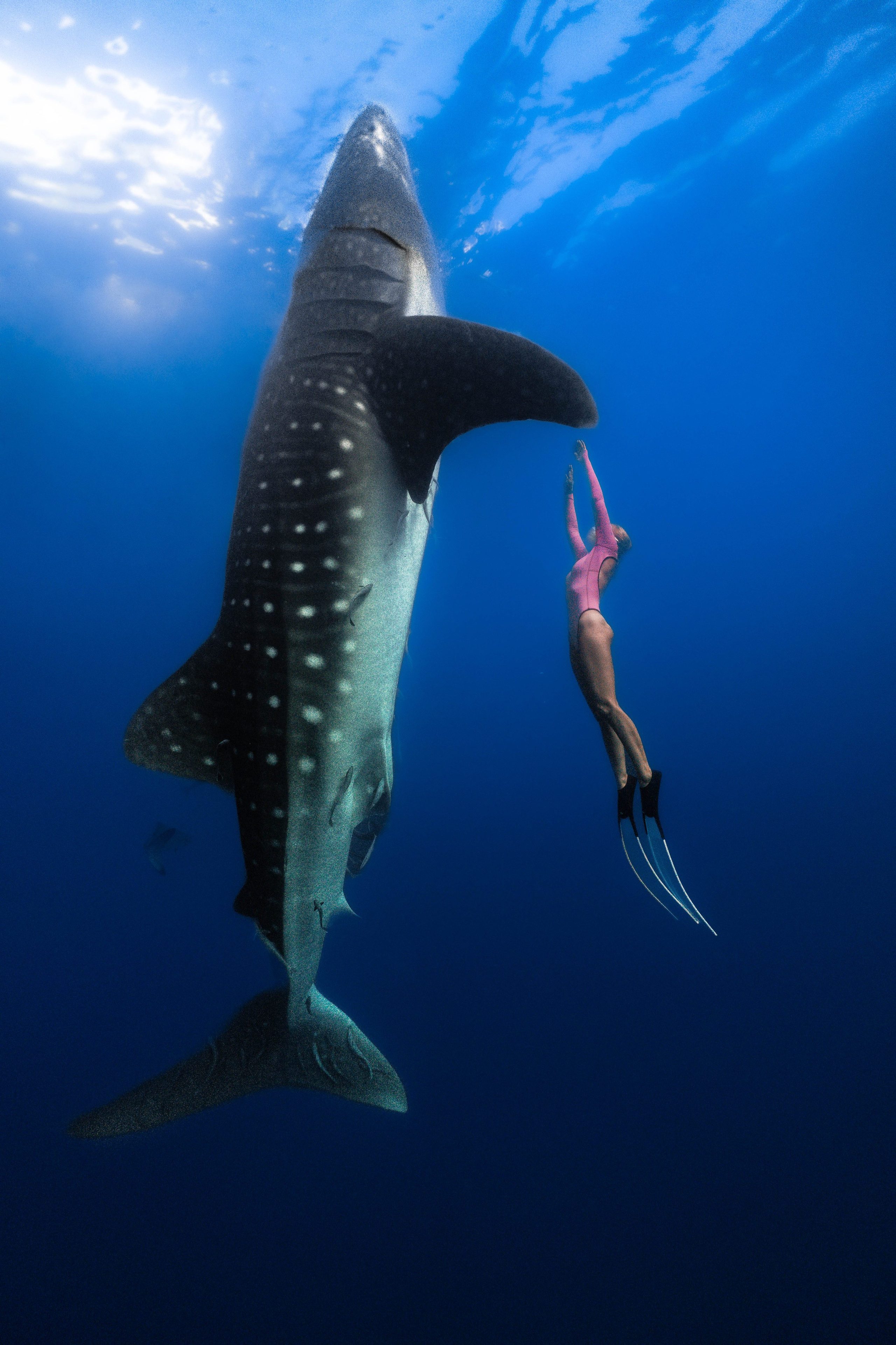 Фотосессия с китовыми акулами. Underwater Photographer in the Philippines — Daria Sinitsina