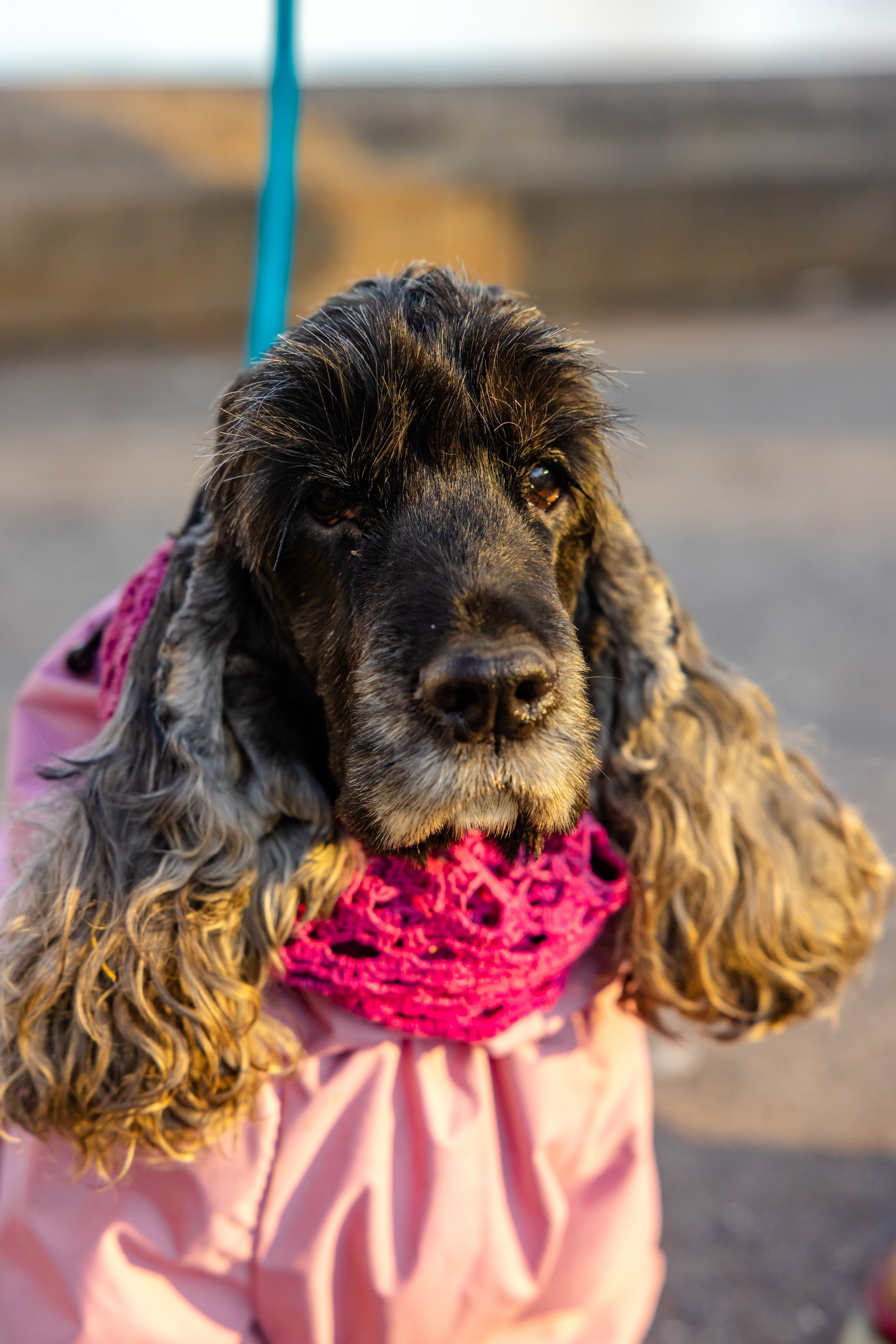 Клуб грумеров (прогулка и семинары). Виктория Зудина — фотограф в Москве
