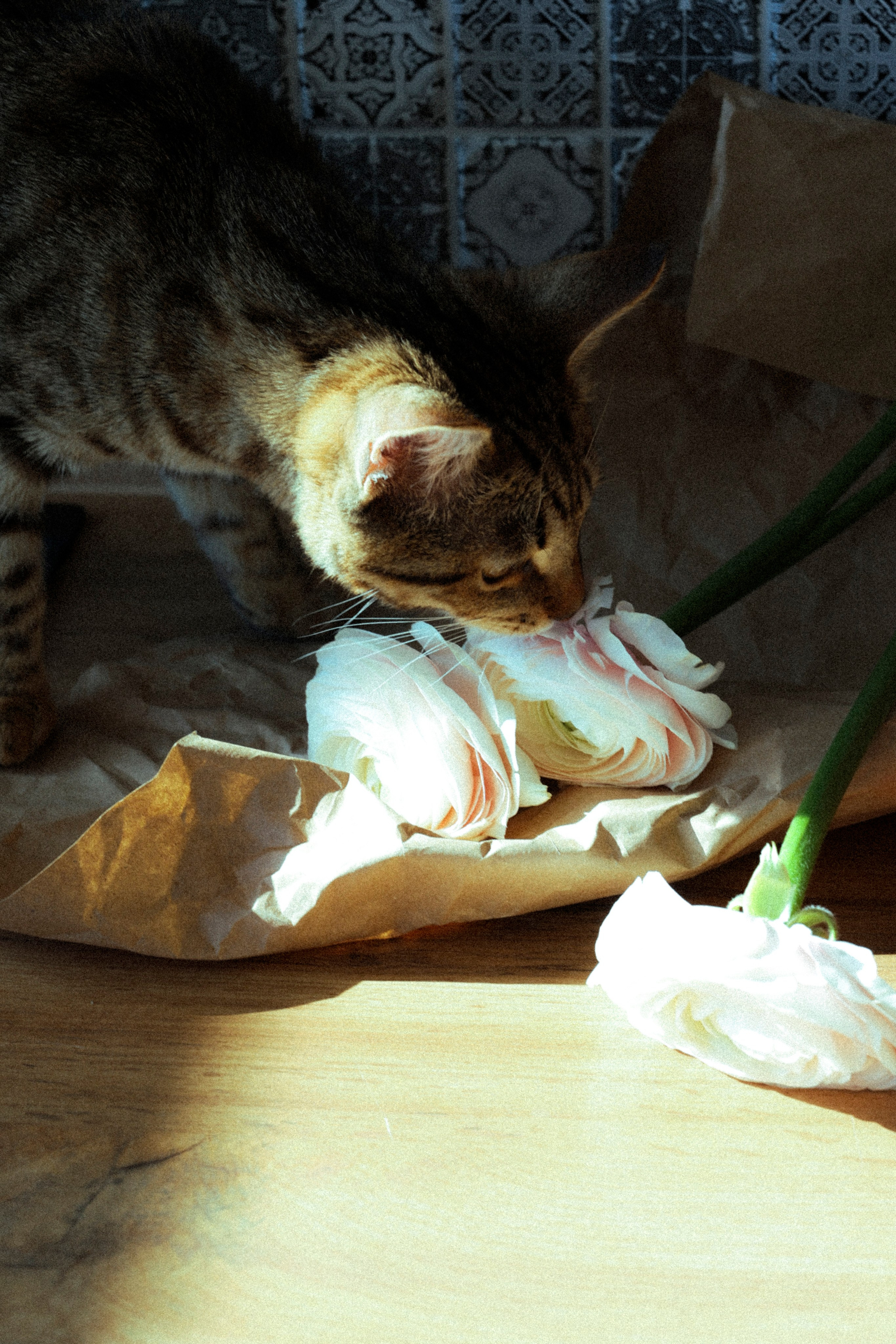 Ксю. Фотограф НатаФото (Наталья Яковенко) Дмитров Москва Питер