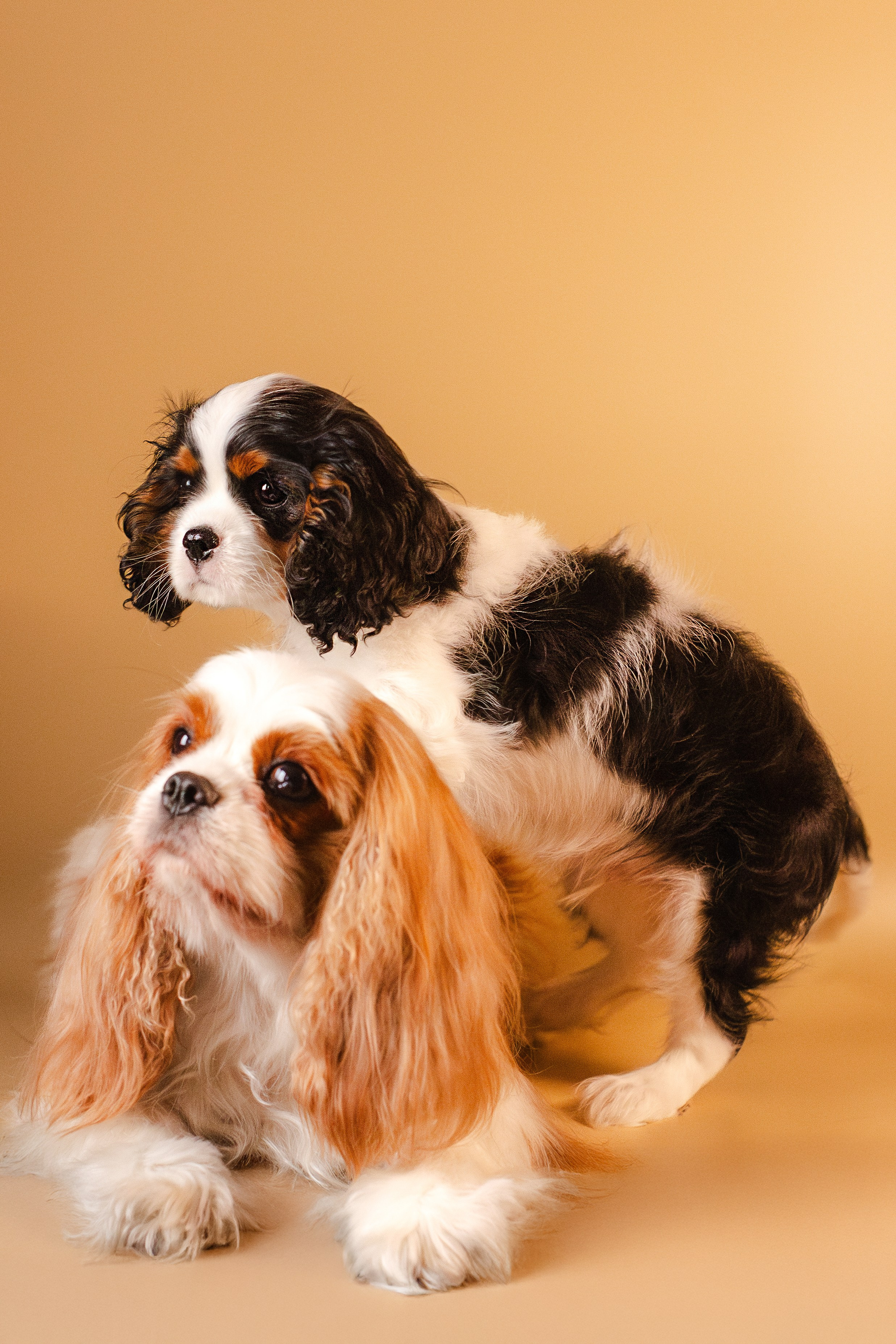 Жанна и кавалеры. Фотограф-анималист Мария Баркевич | Москва