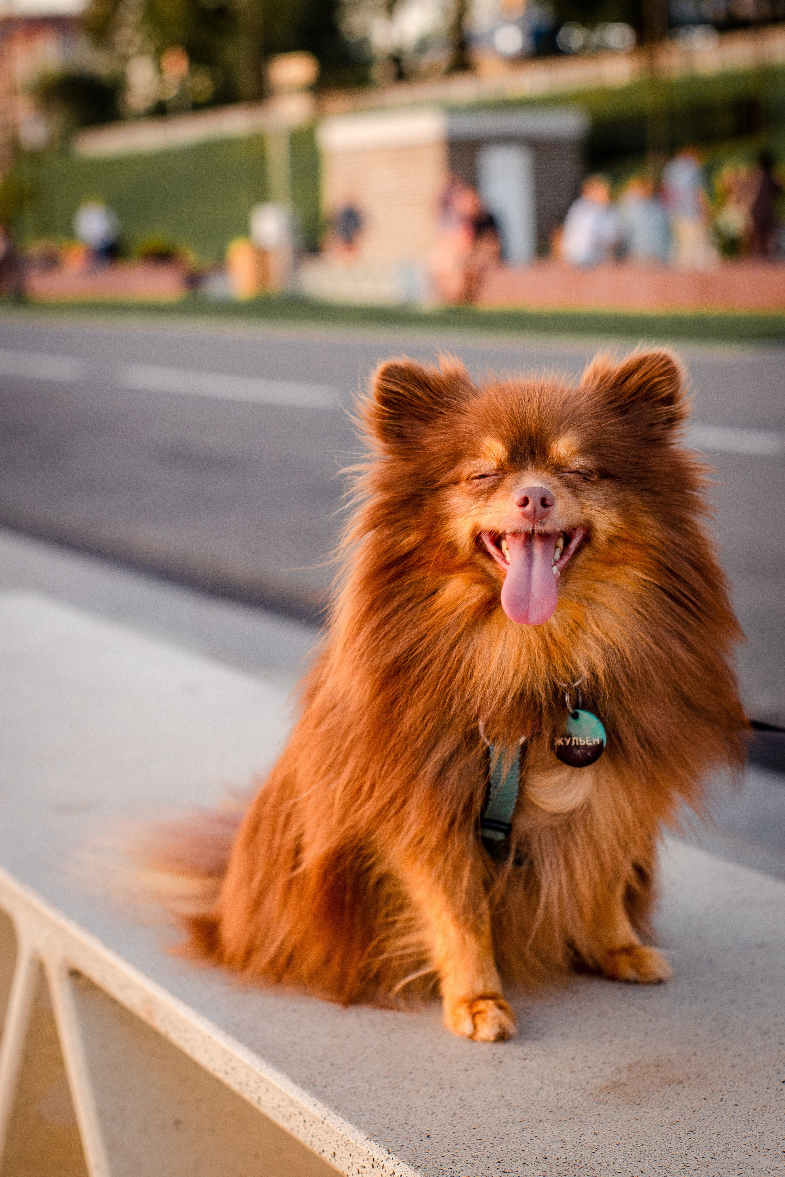 Настя и Жульен. Фотограф-анималист Мария Баркевич | Москва