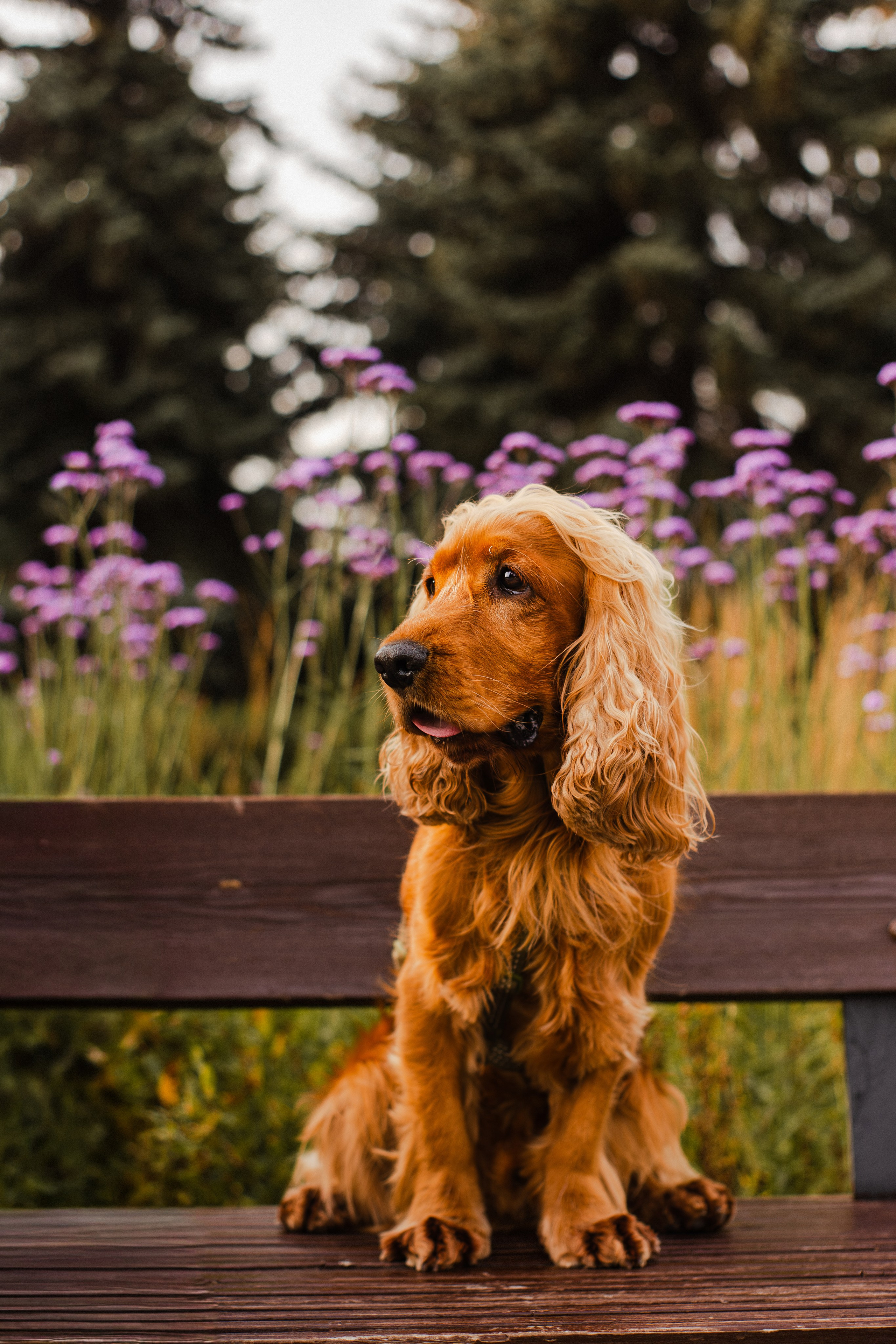 Арина, Паша и Арчер. Фотограф-анималист Мария Баркевич | Москва
