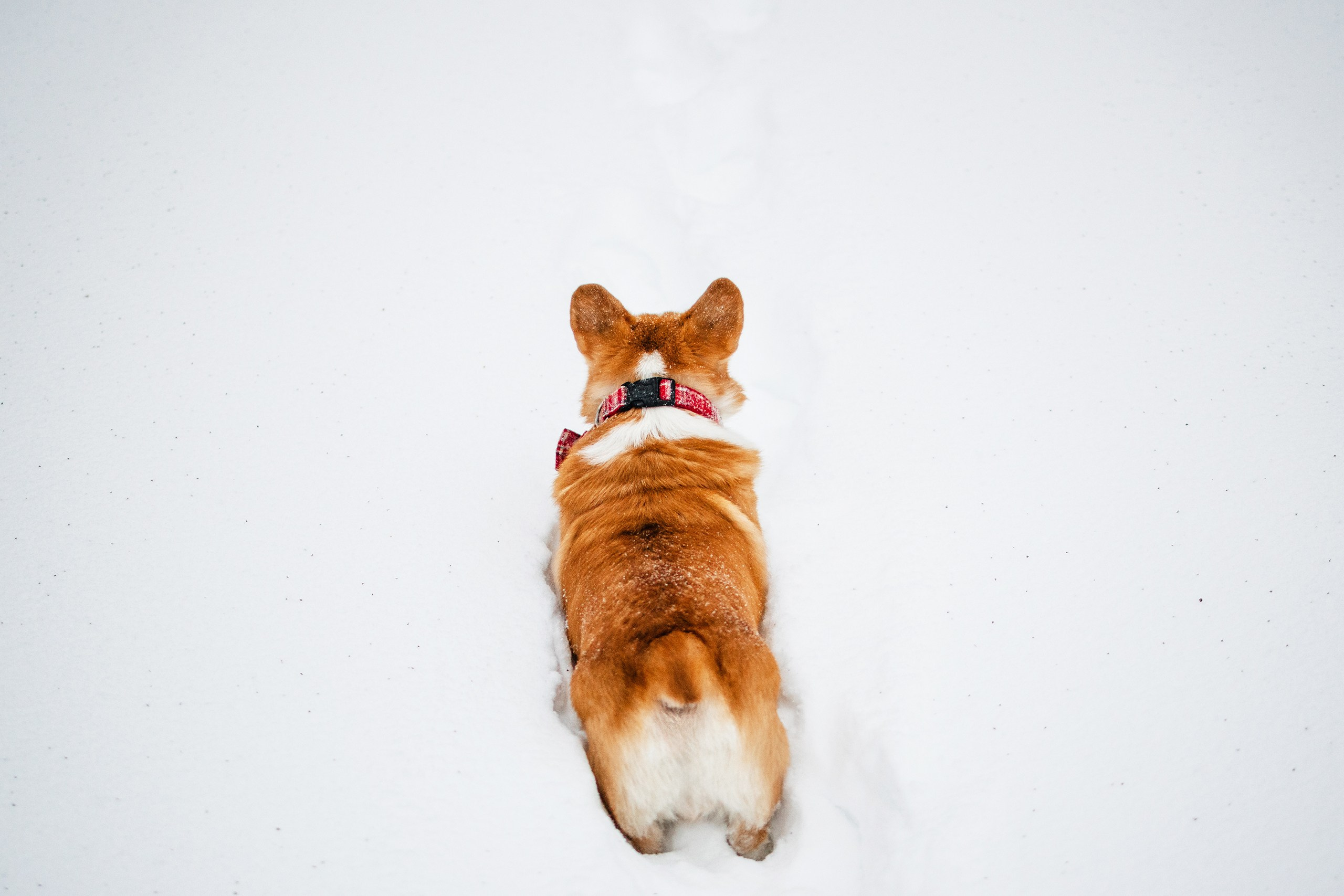 Бернард | Прогулка в снегу. Уютный фотограф в Москве Елена Бенчи