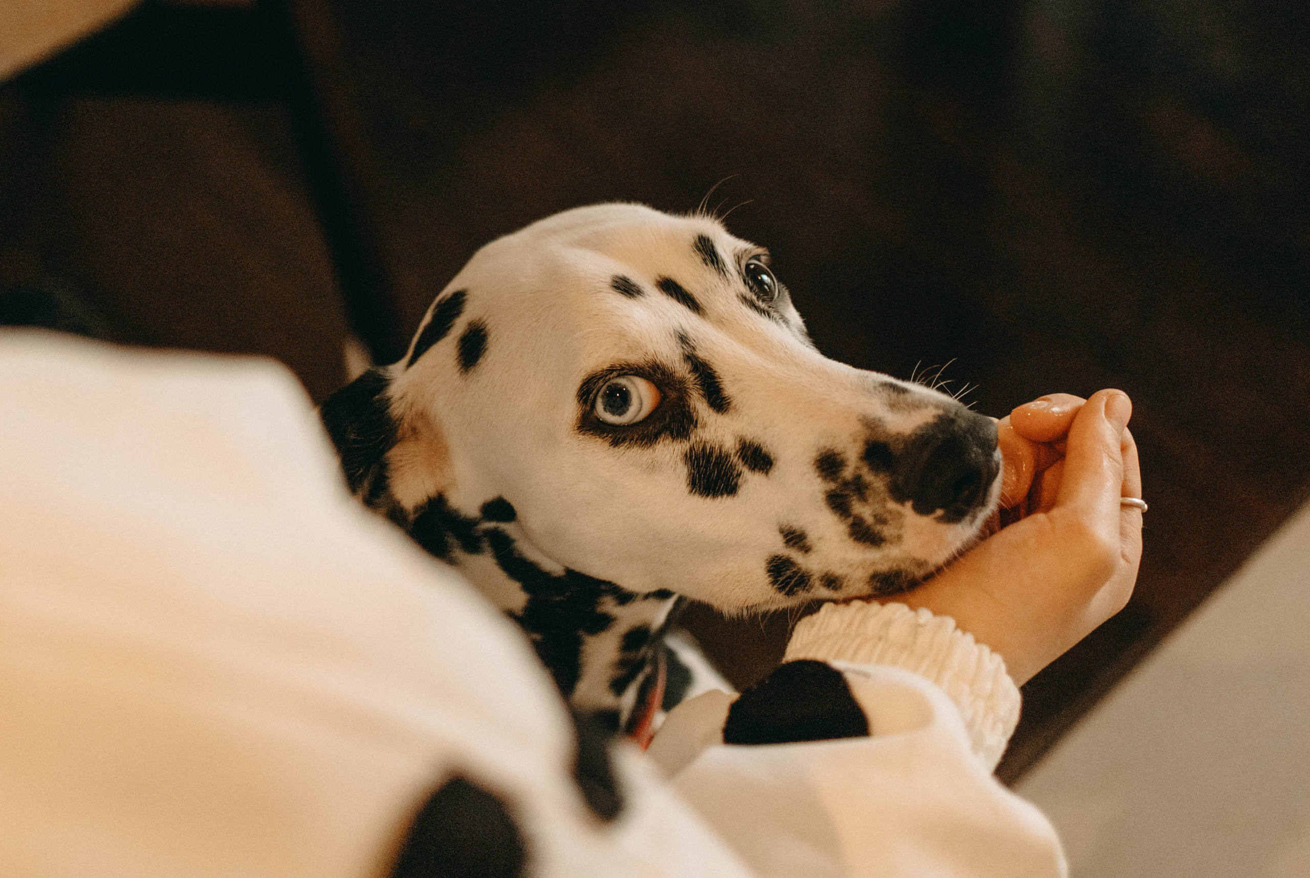 Диана и Лекса. Фотограф-анималист в Екатеринбурге | Кристина