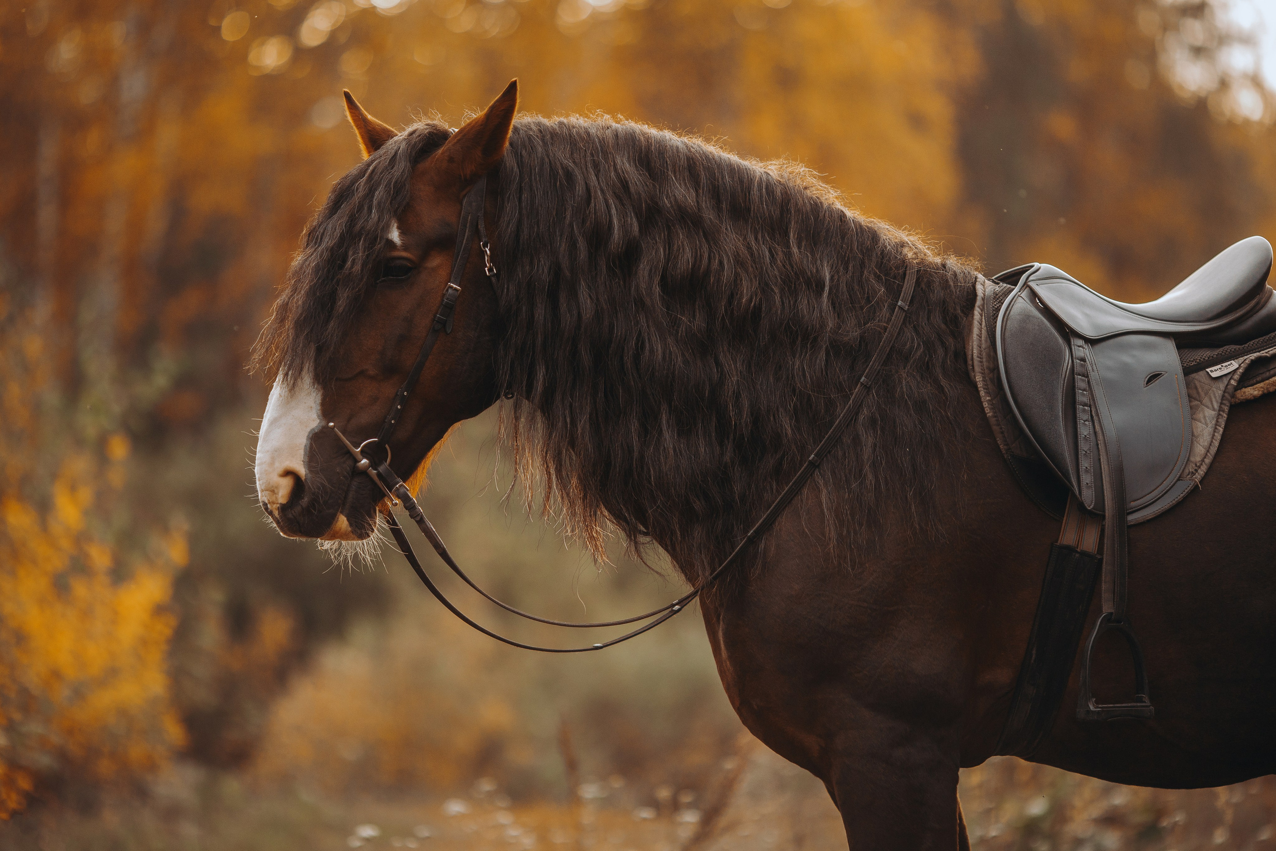 Съемка для лошадей. Анна Молчанова конный фотограф в Тюмени | фотосессии с лошадьми Тюмень