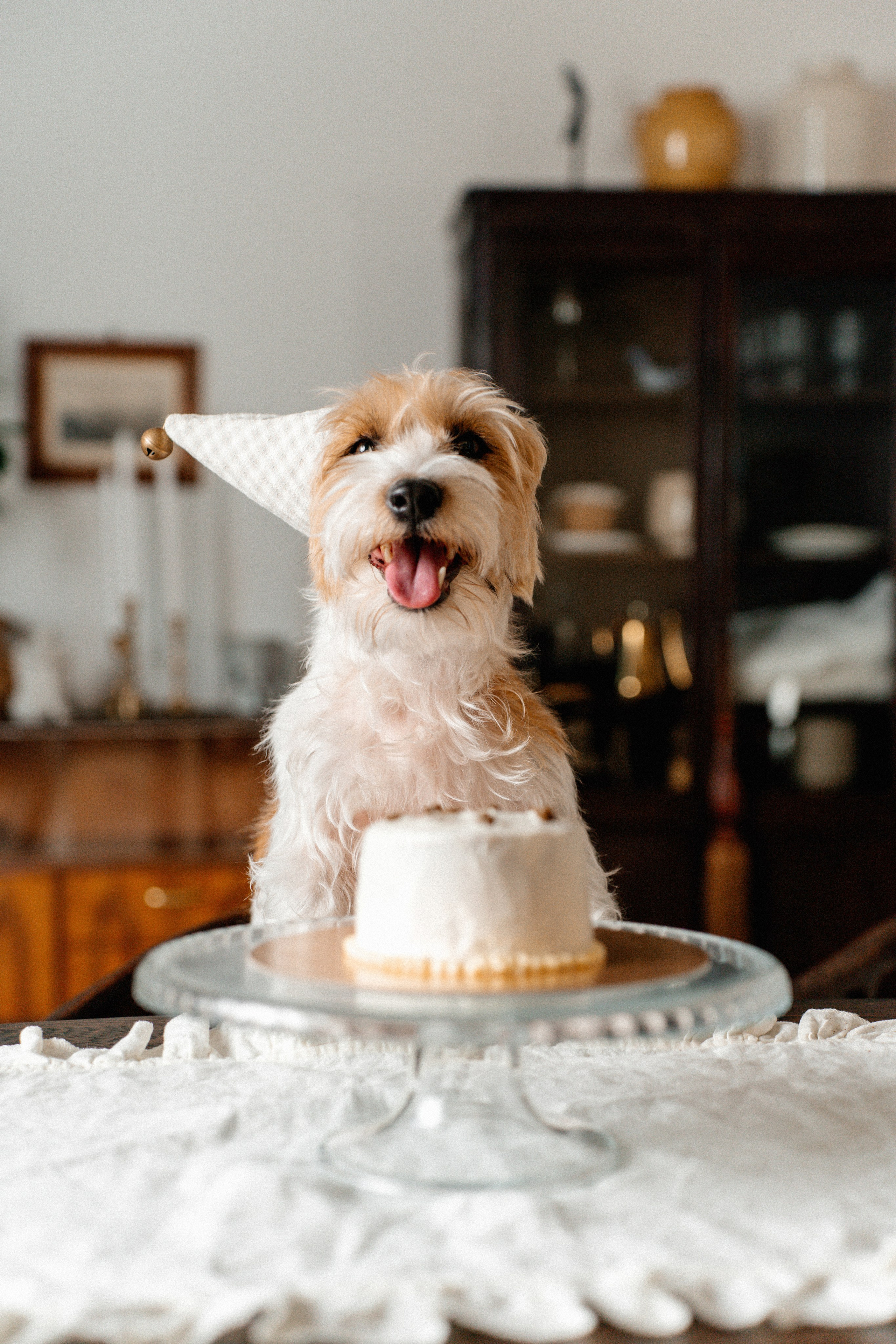 Красота хвостатых глазами хозяйки. Ваш семейный фотограф в Минске — Вика Трегубова