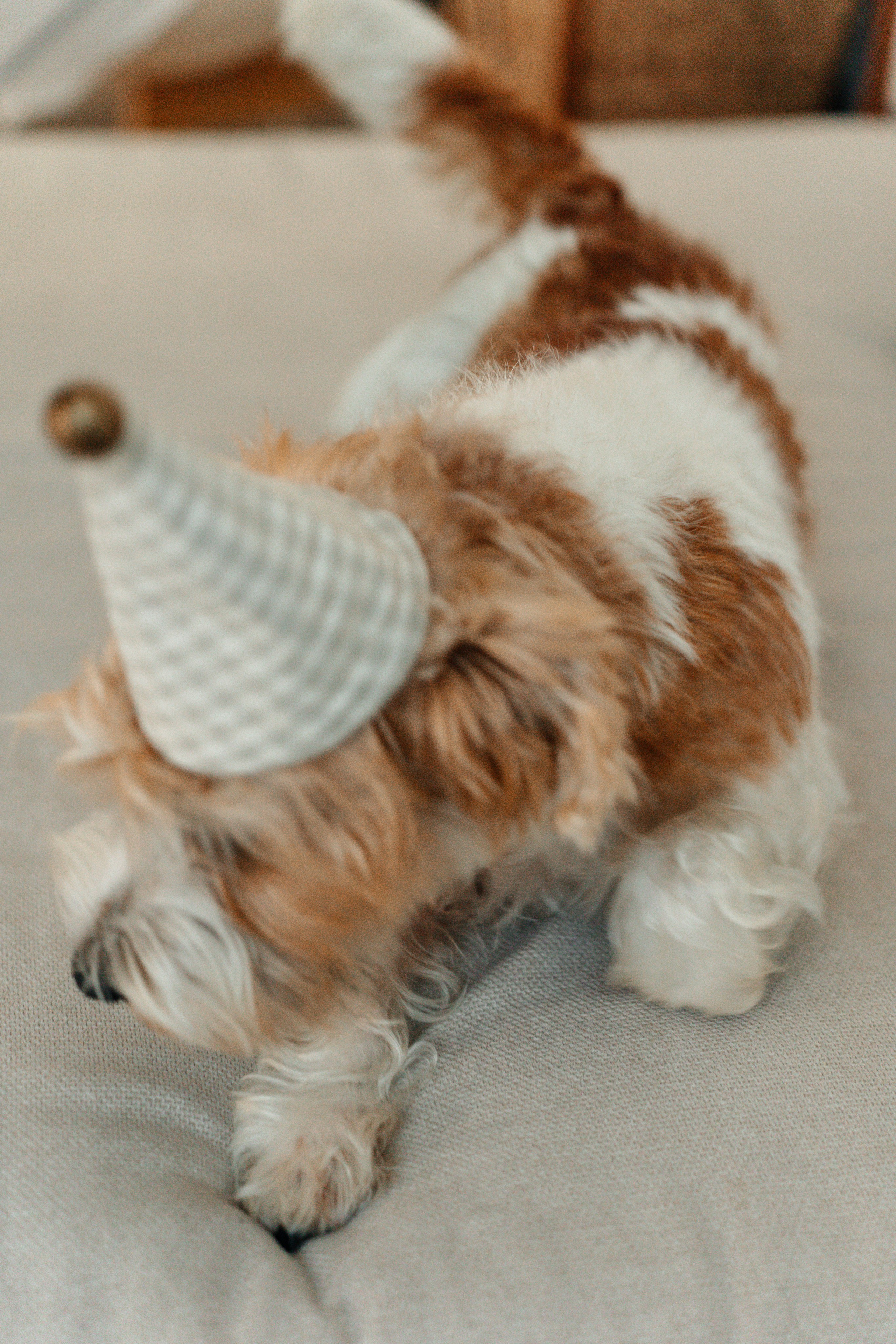 Красота хвостатых глазами хозяйки. Ваш семейный фотограф в Минске — Вика Трегубова