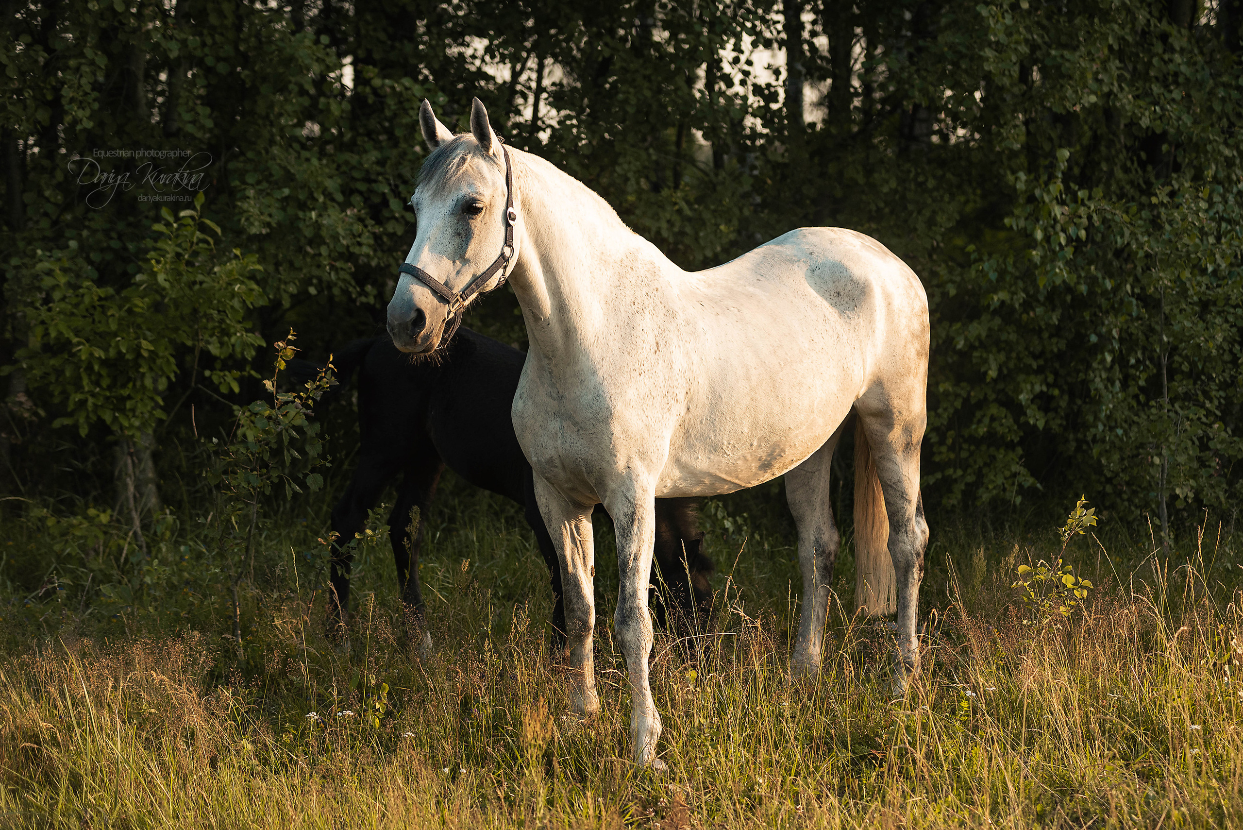 Маруся и Пилигрим. Конный фотограф Куракина Дарья • Фотосессии с лошадьми
