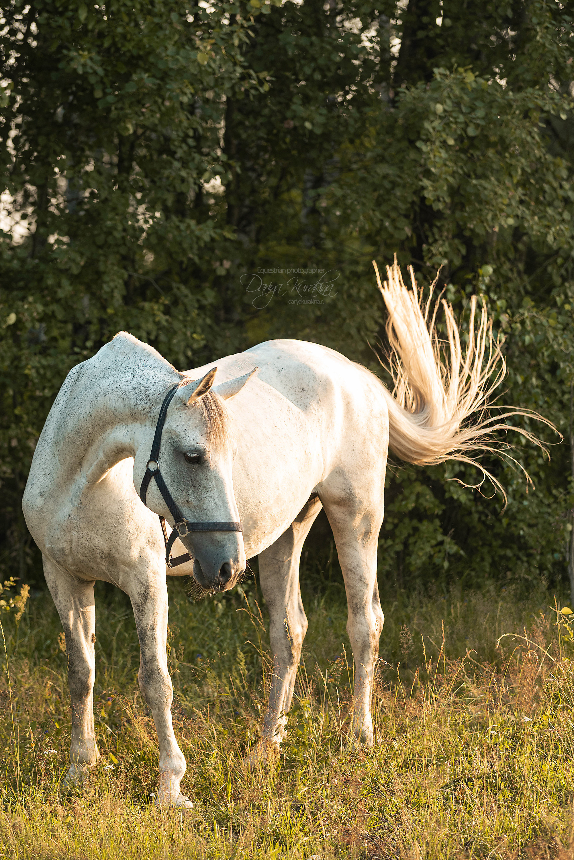 Маруся и Пилигрим. Конный фотограф Куракина Дарья • Фотосессии с лошадьми