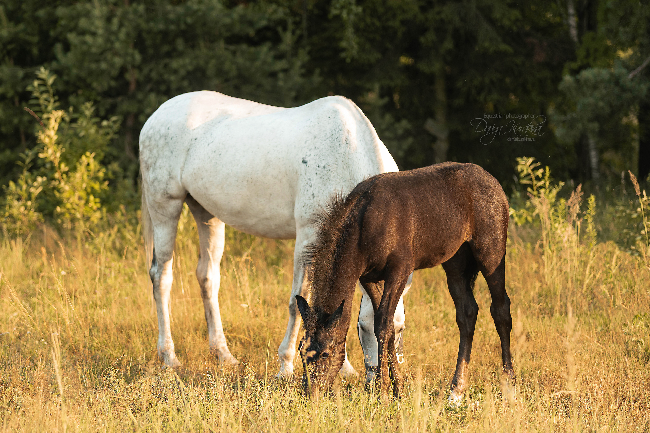Маруся и Пилигрим. Конный фотограф Куракина Дарья • Фотосессии с лошадьми