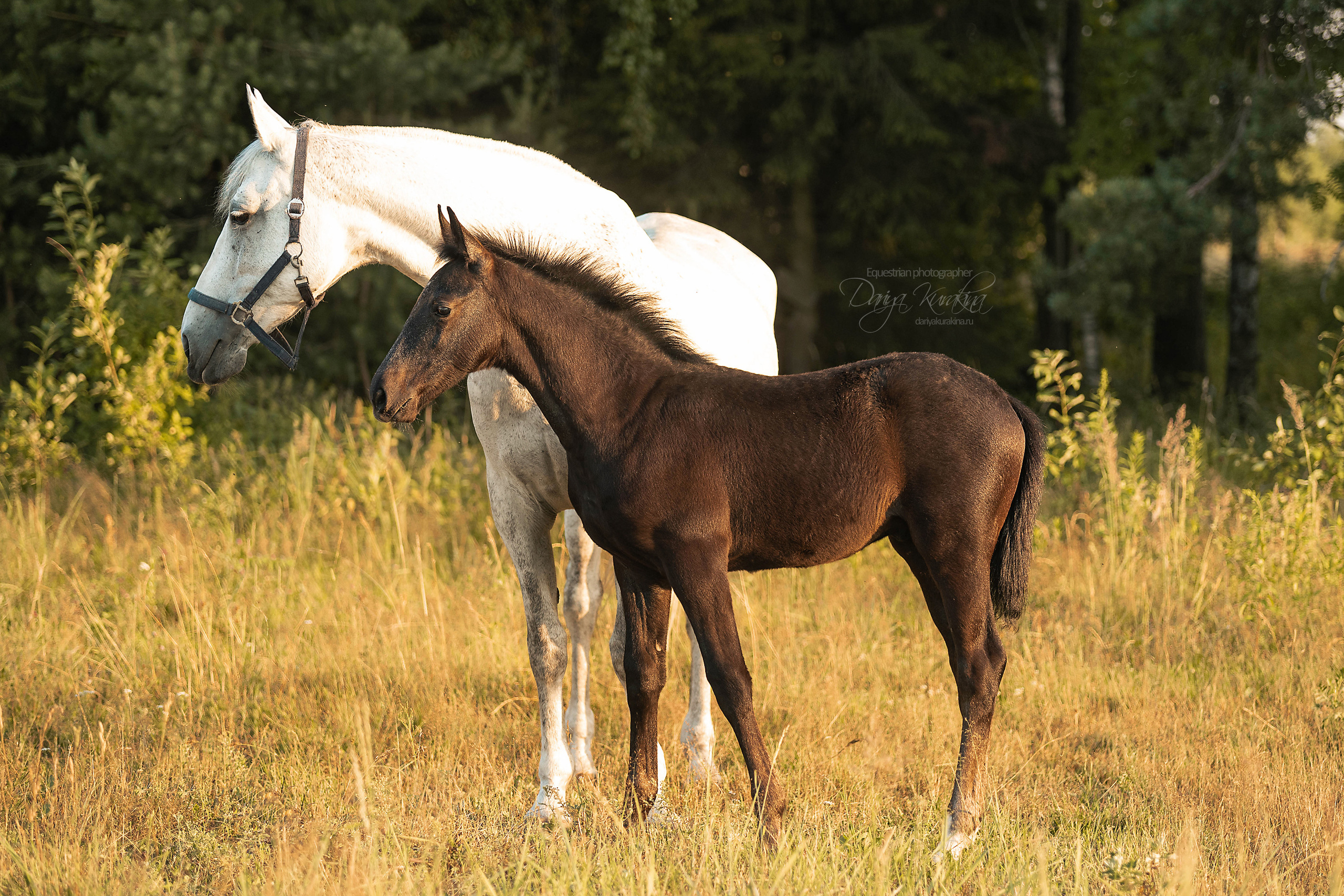 Маруся и Пилигрим. Конный фотограф Куракина Дарья • Фотосессии с лошадьми