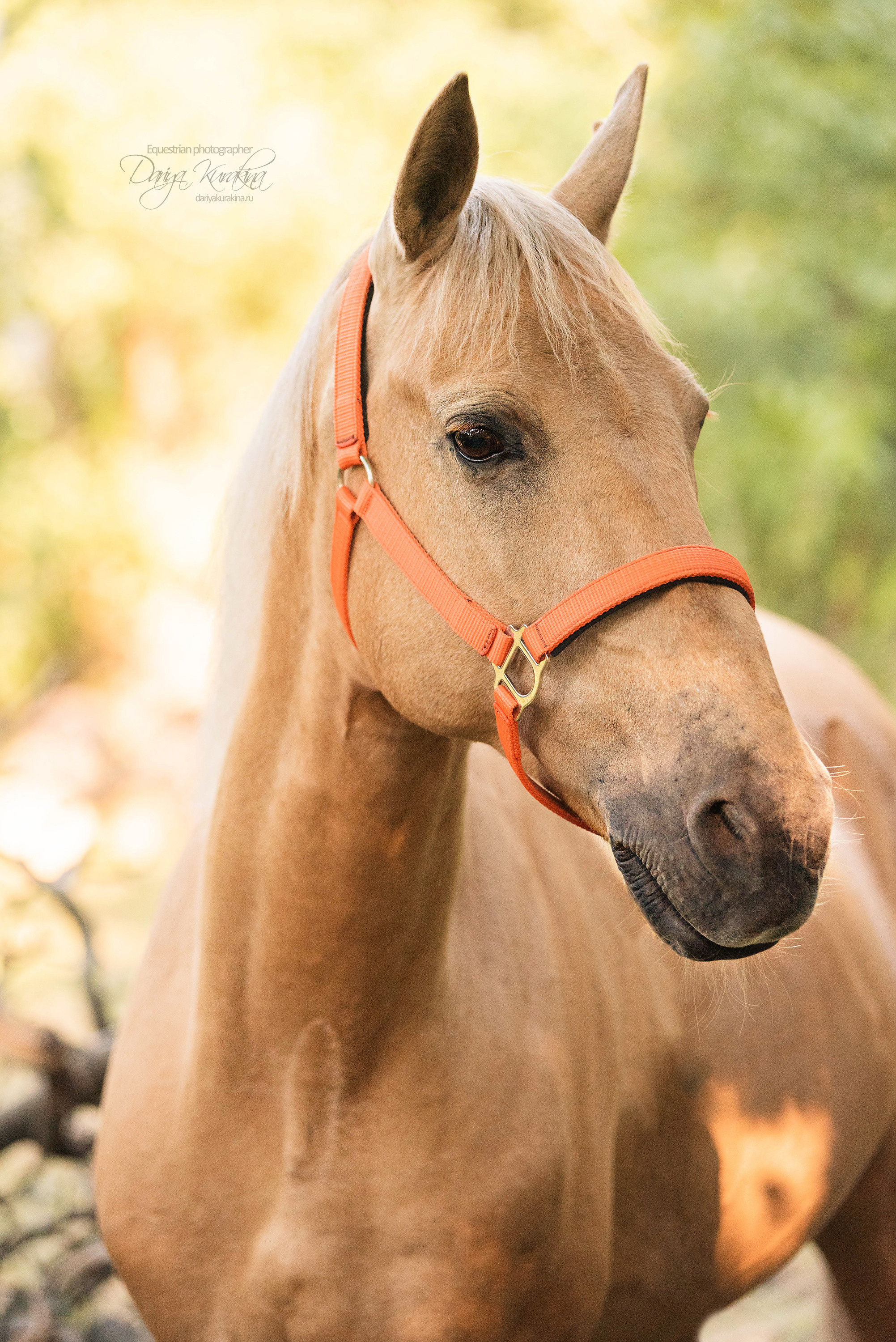 Силя и Лёля. Конный фотограф Куракина Дарья • Фотосессии с лошадьми