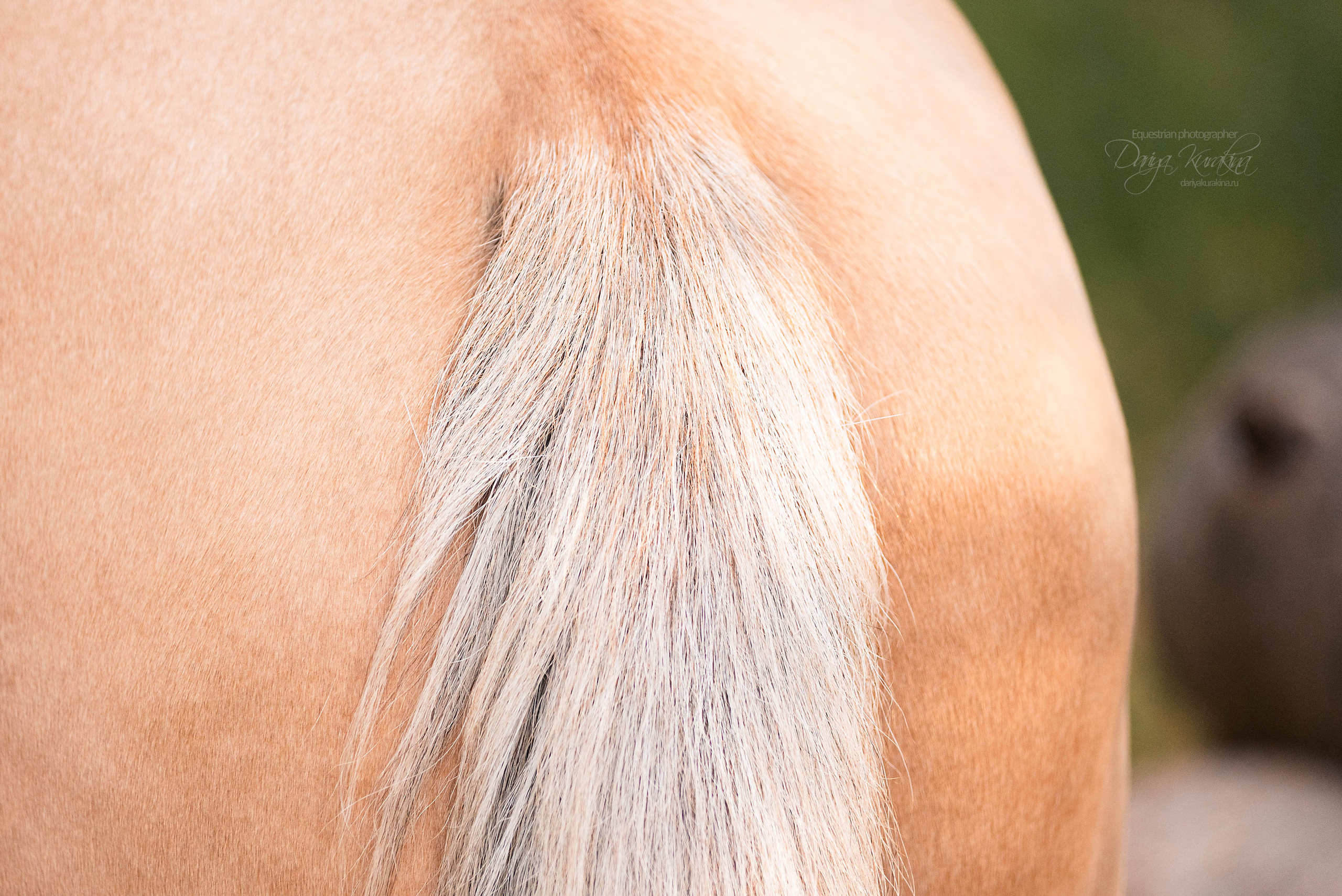 Силя и Лёля. Конный фотограф Куракина Дарья • Фотосессии с лошадьми