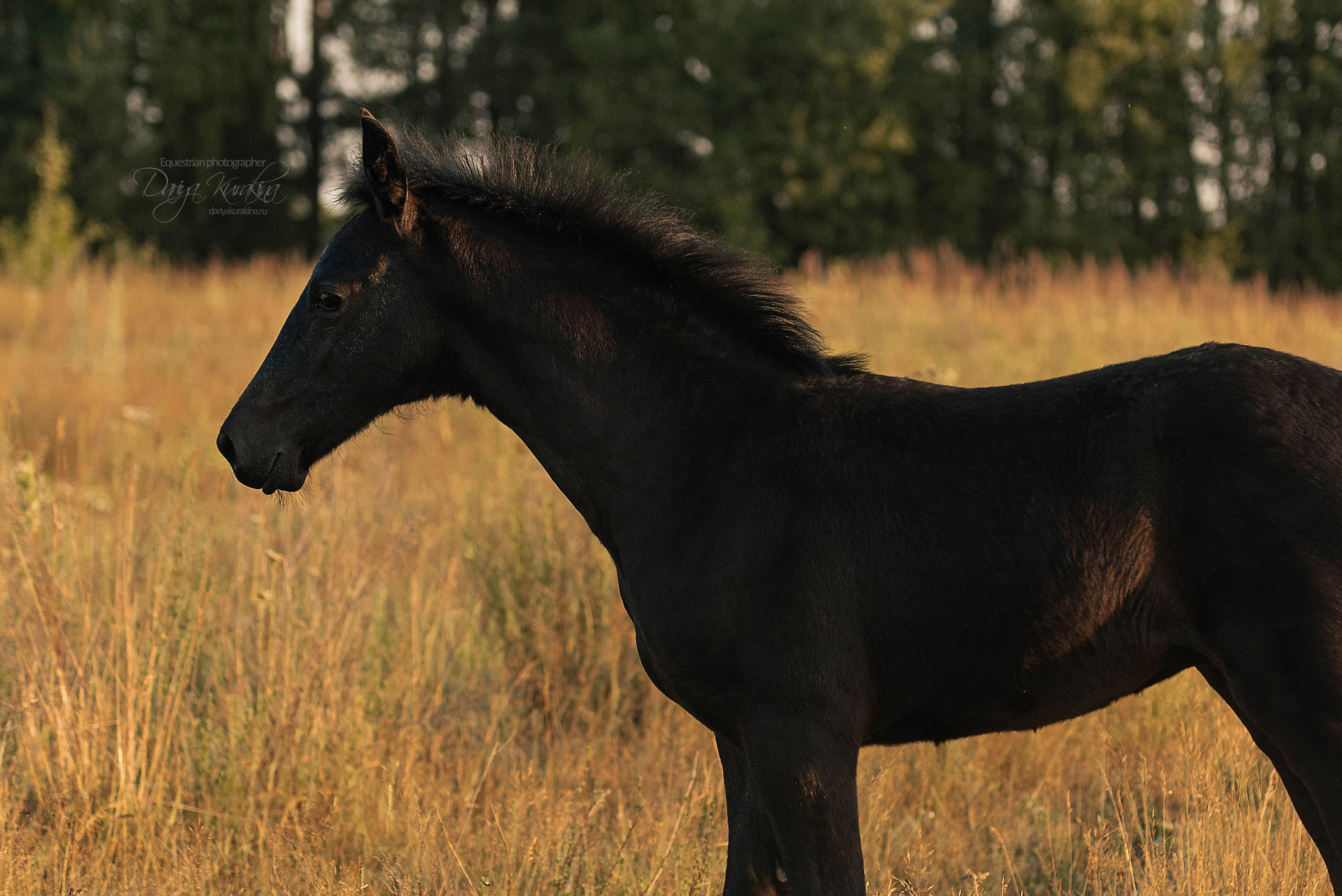 Маруся и Пилигрим. Конный фотограф Куракина Дарья • Фотосессии с лошадьми