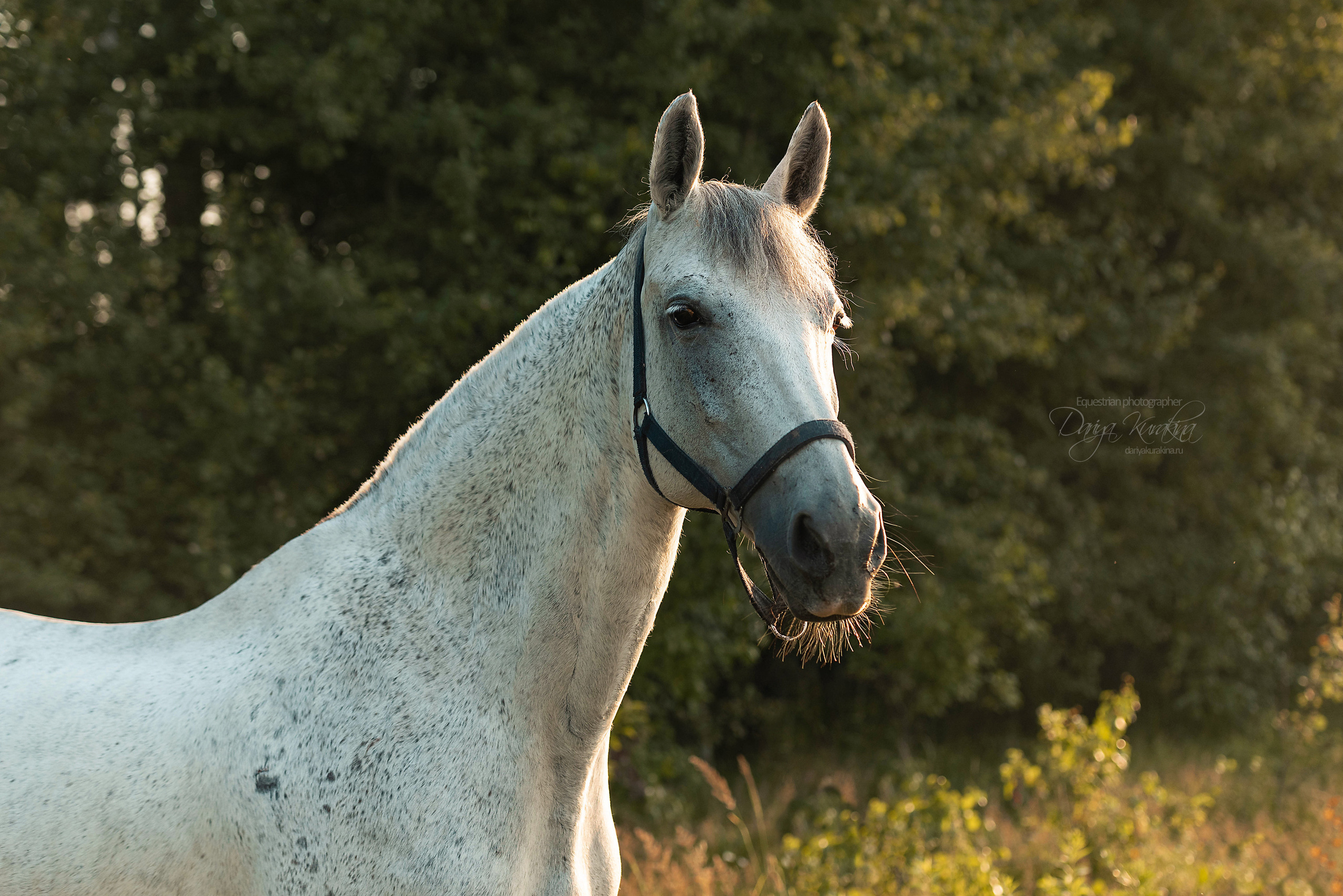 Маруся и Пилигрим. Конный фотограф Куракина Дарья • Фотосессии с лошадьми