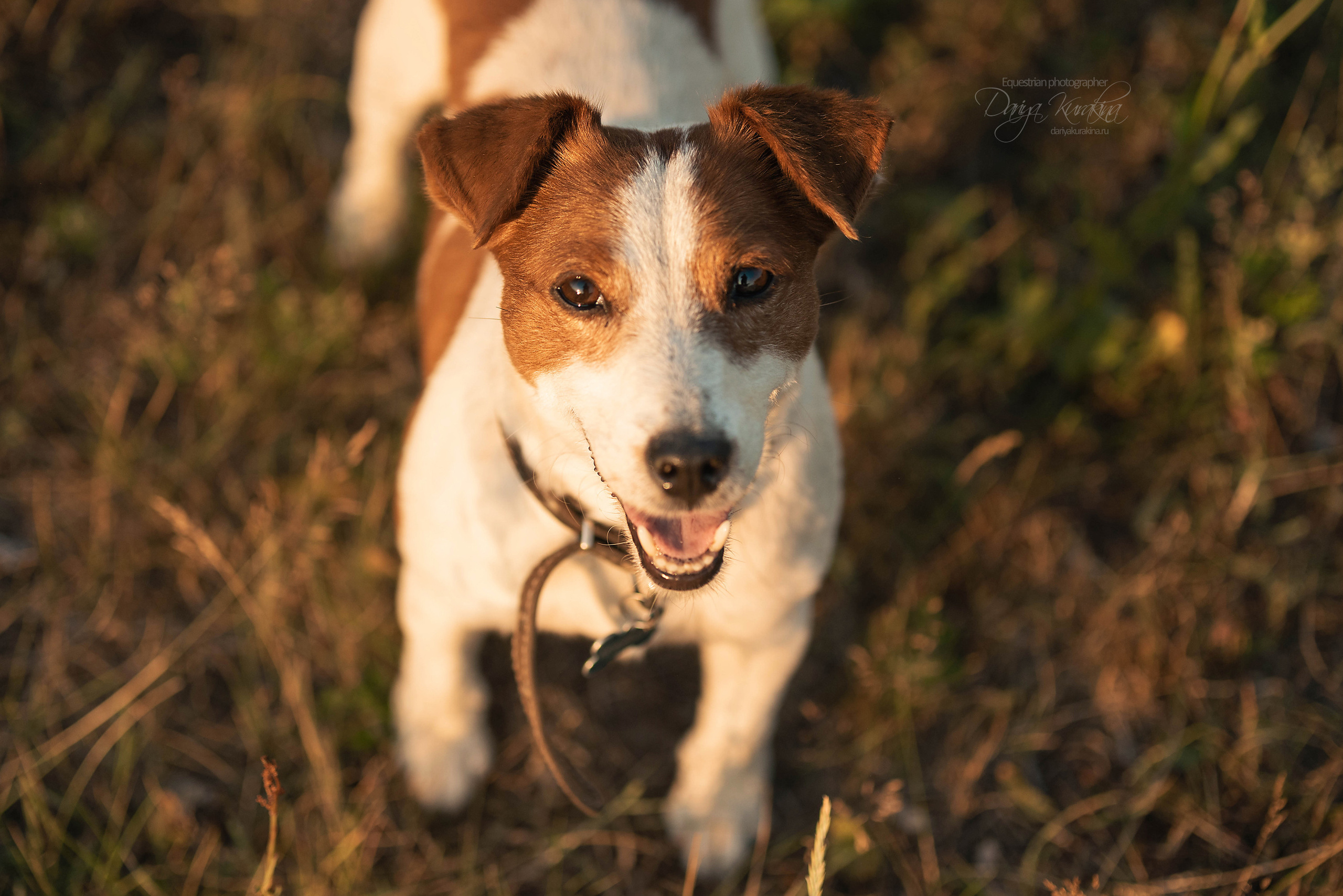 Маруся и Пилигрим. Конный фотограф Куракина Дарья • Фотосессии с лошадьми